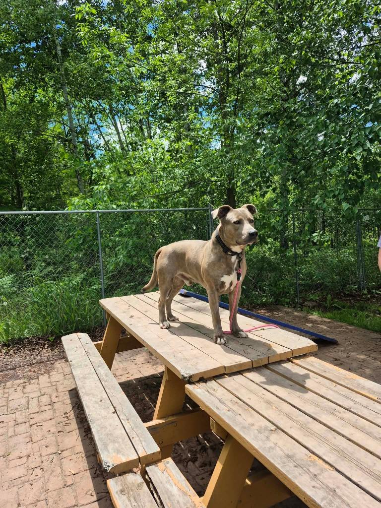 Enlarge Ole Blue, a Adoptable mixed breed in Ashland, WI image 2/6