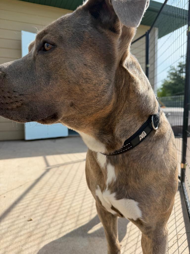 Enlarge Ole Blue, a Adoptable mixed breed in Ashland, WI image 3/6