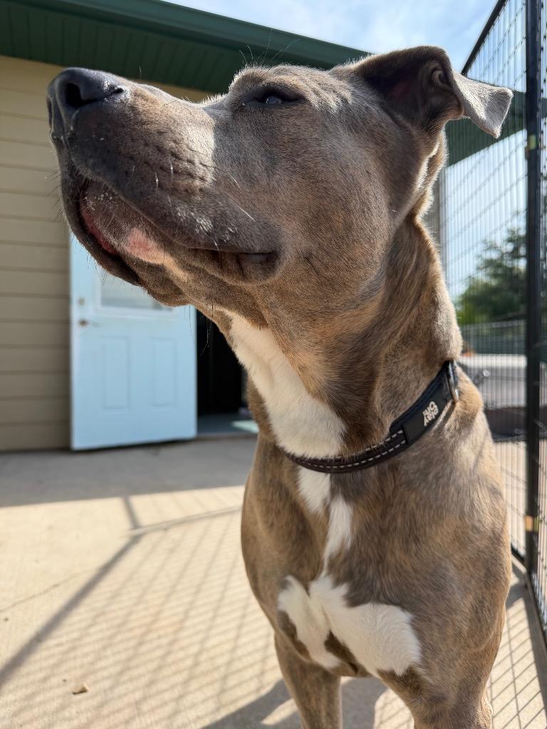 Enlarge Ole Blue, a Adoptable mixed breed in Ashland, WI image 4/6