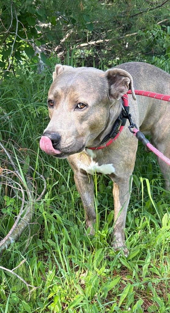 Enlarge Ole Blue, a Adoptable mixed breed in Ashland, WI image 5/6