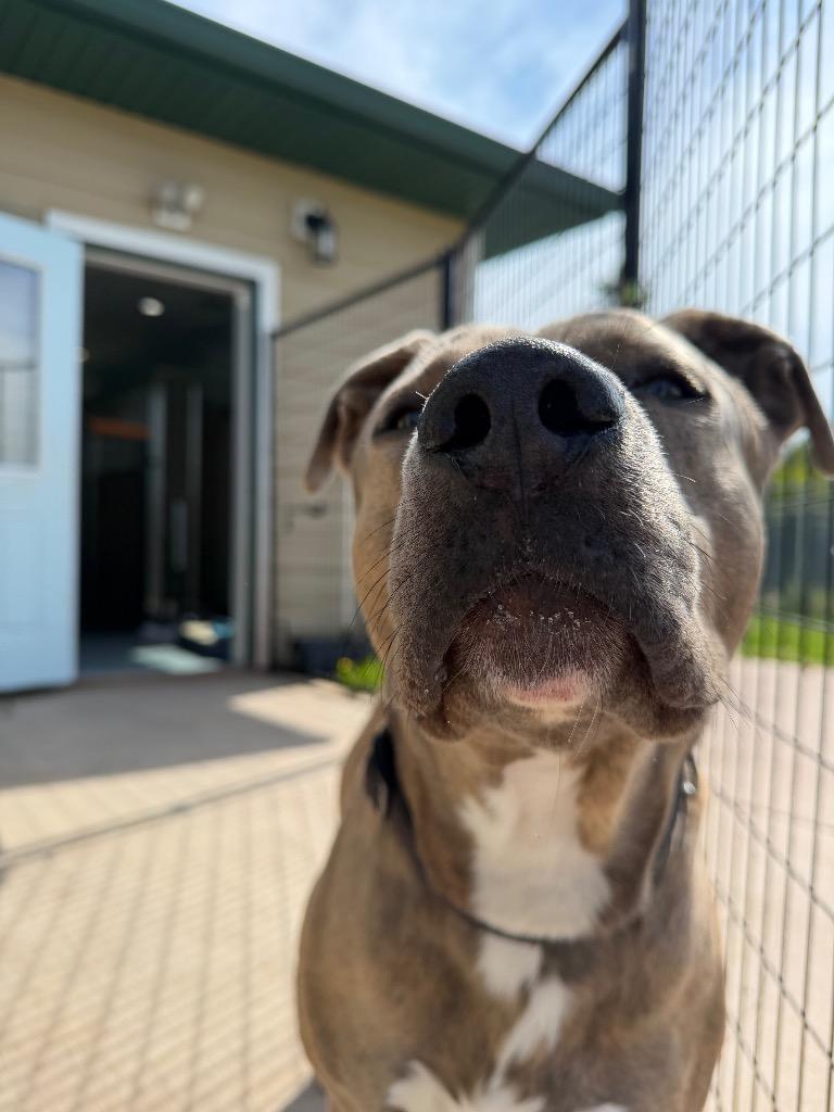 Enlarge Ole Blue, a Adoptable mixed breed in Ashland, WI image 6/6