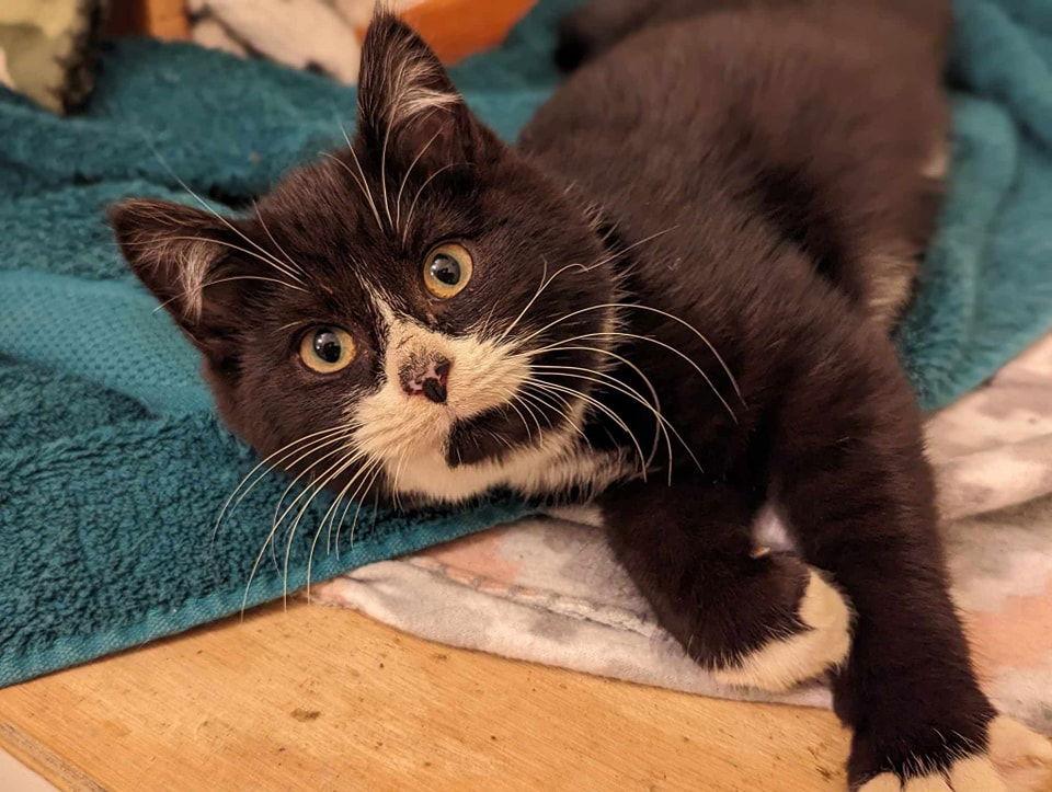 Figaro (aka "Lil J"), Adoptable, Young Male Domestic Short Hair & Tuxedo.