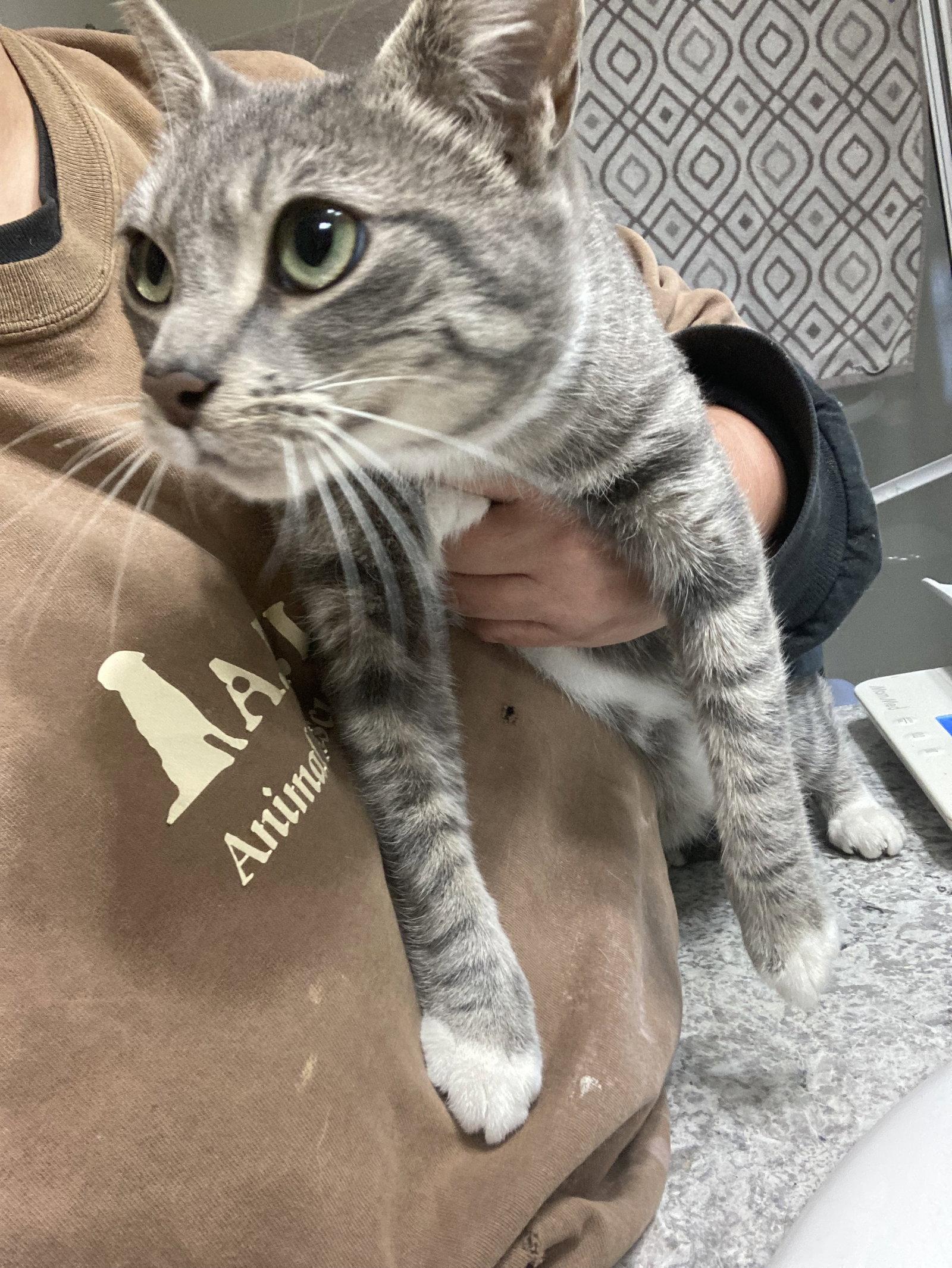 Santa Maria, Adoptable, Adult Female Domestic Short Hair & Tabby.