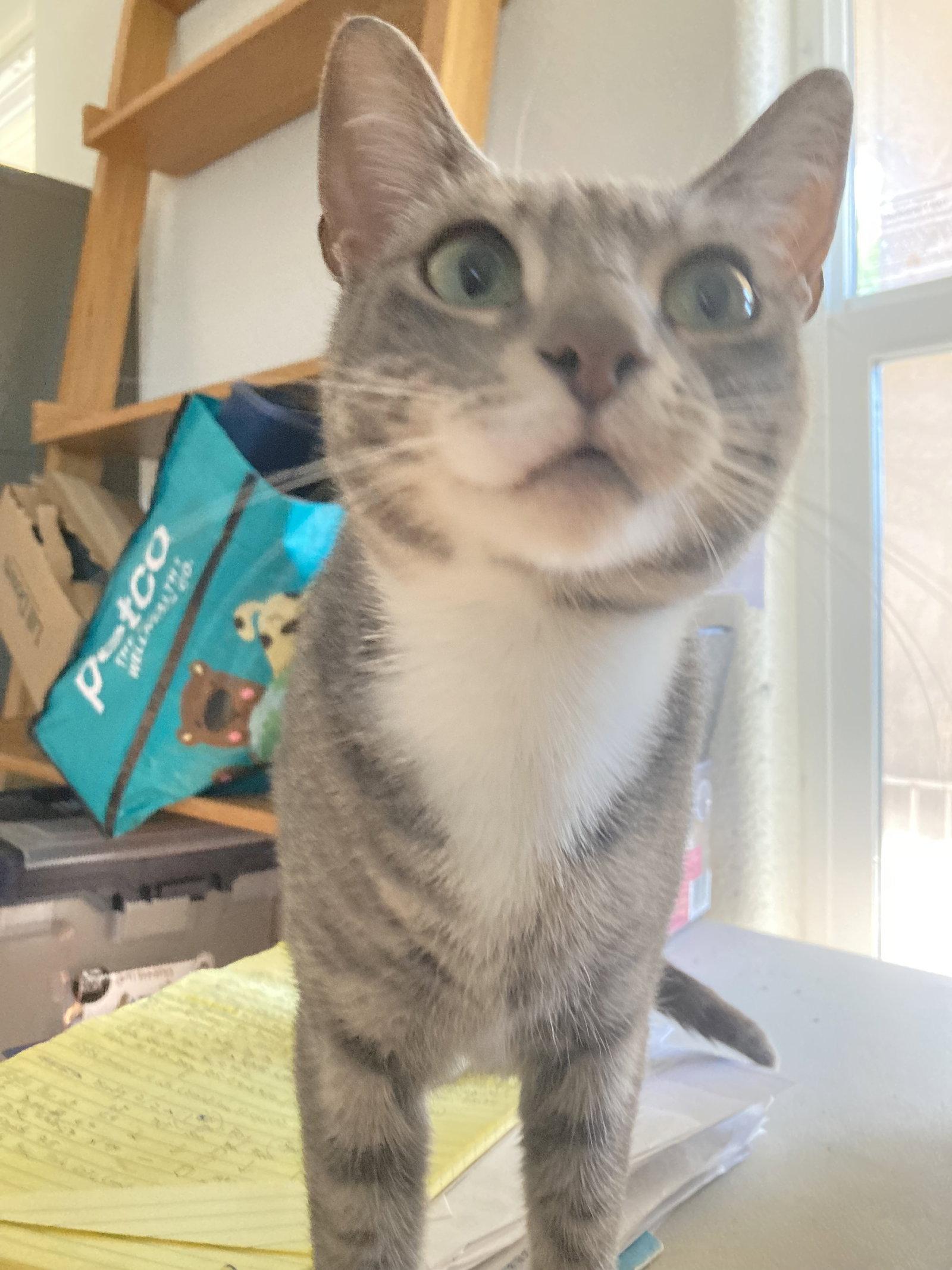 Enlarge Santa Maria, a Adoptable mixed breed in San Diego, CA image 2/3