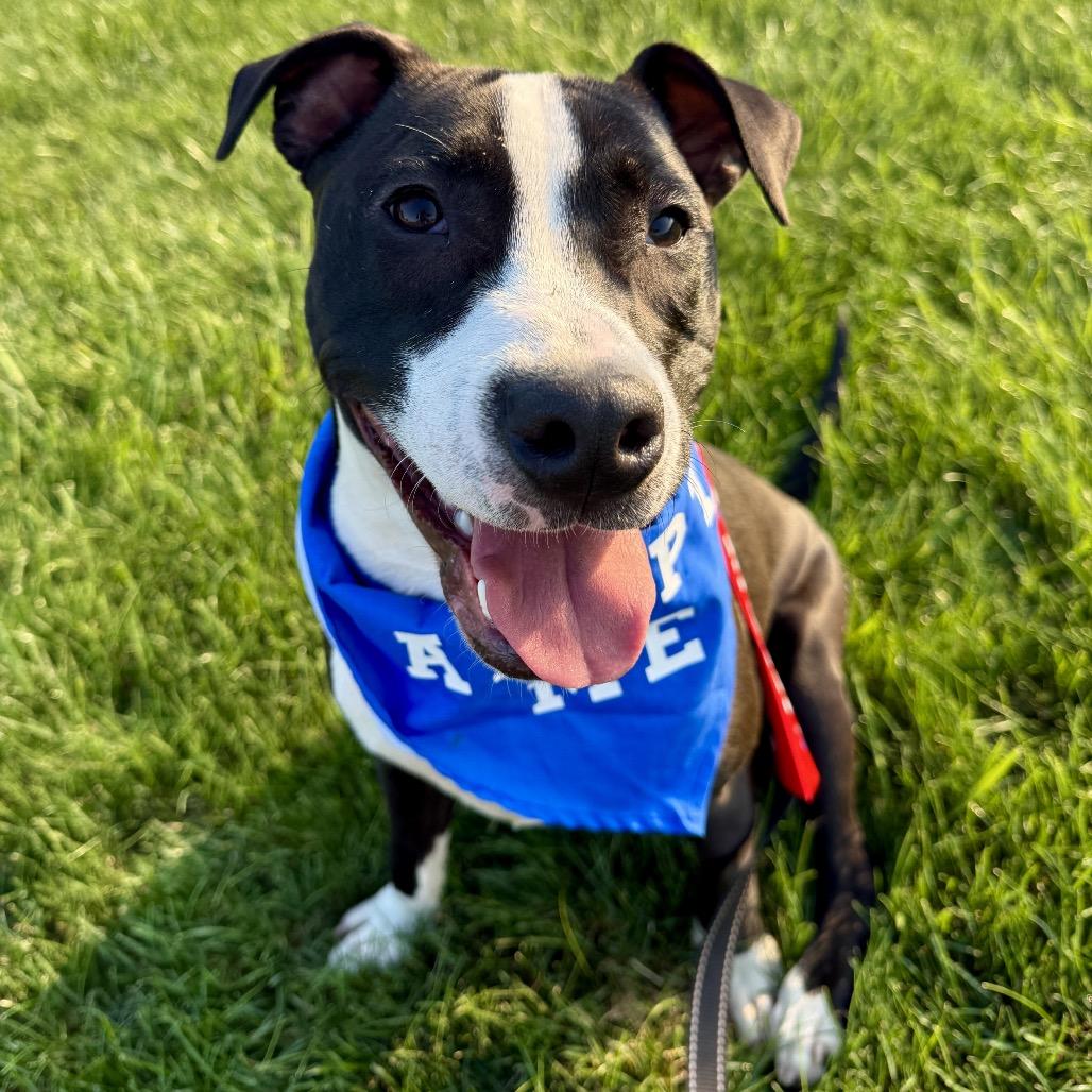 Chase, Adoptable, Young Male Pit Bull Terrier & Mixed Breed.