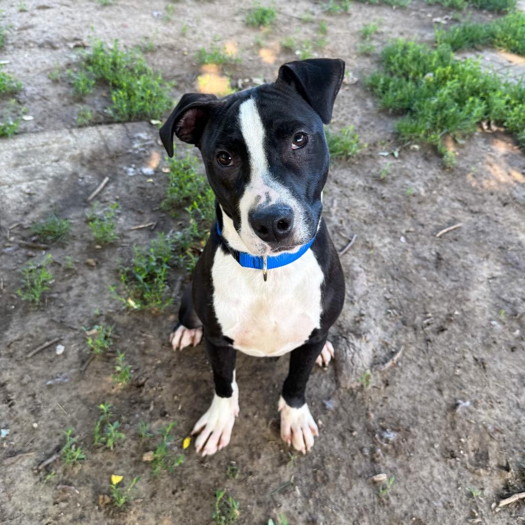 Enlarge Chase, a Adoptable mixed breed in Valparaiso, IN image 1/5