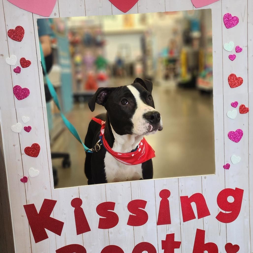 Enlarge Chase, a Adoptable mixed breed in Valparaiso, IN image 2/5