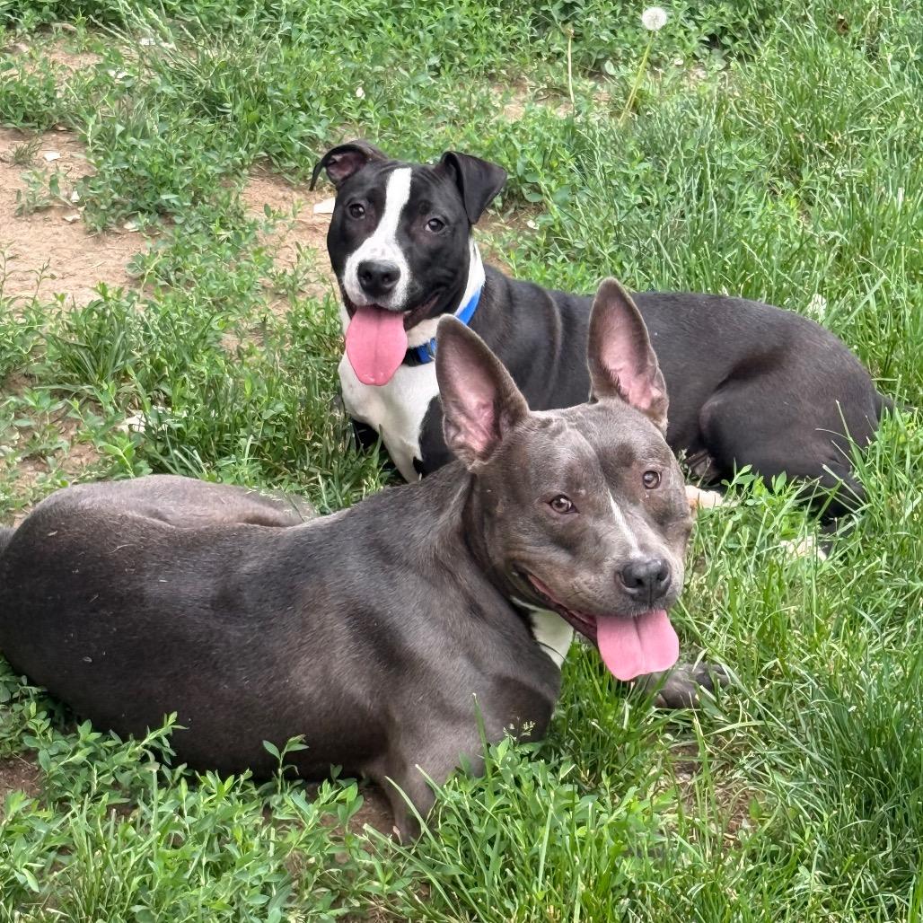 Enlarge Chase, a Adoptable mixed breed in Valparaiso, IN image 3/5