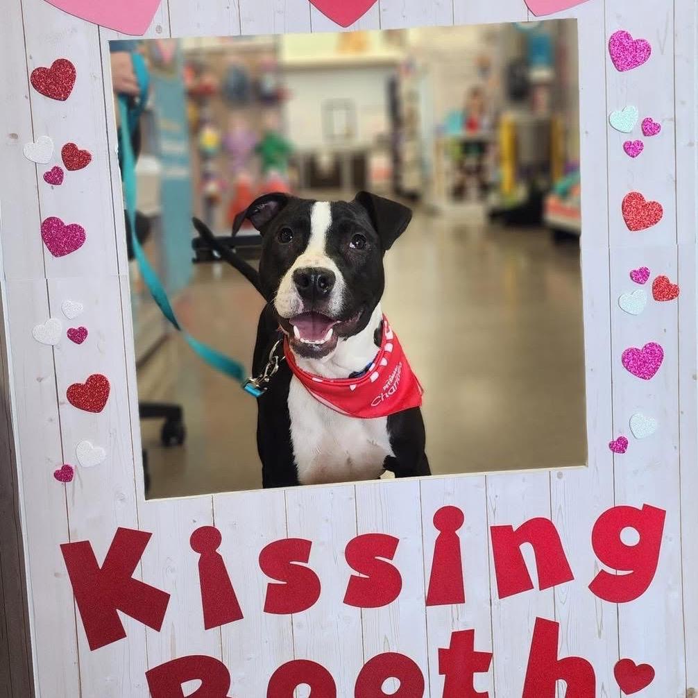 Enlarge Chase, a Adoptable mixed breed in Valparaiso, IN image 4/5