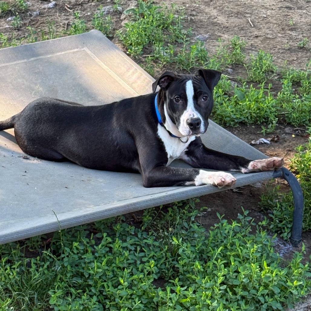 Enlarge Chase, a Adoptable mixed breed in Valparaiso, IN image 5/5