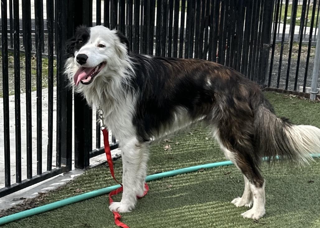 Enlarge Theodore, an adopted Border Collie in Dublin, CA image 5/6