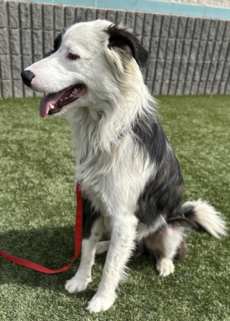 Enlarge Theodore, an adopted Border Collie in Dublin, CA image 4/6