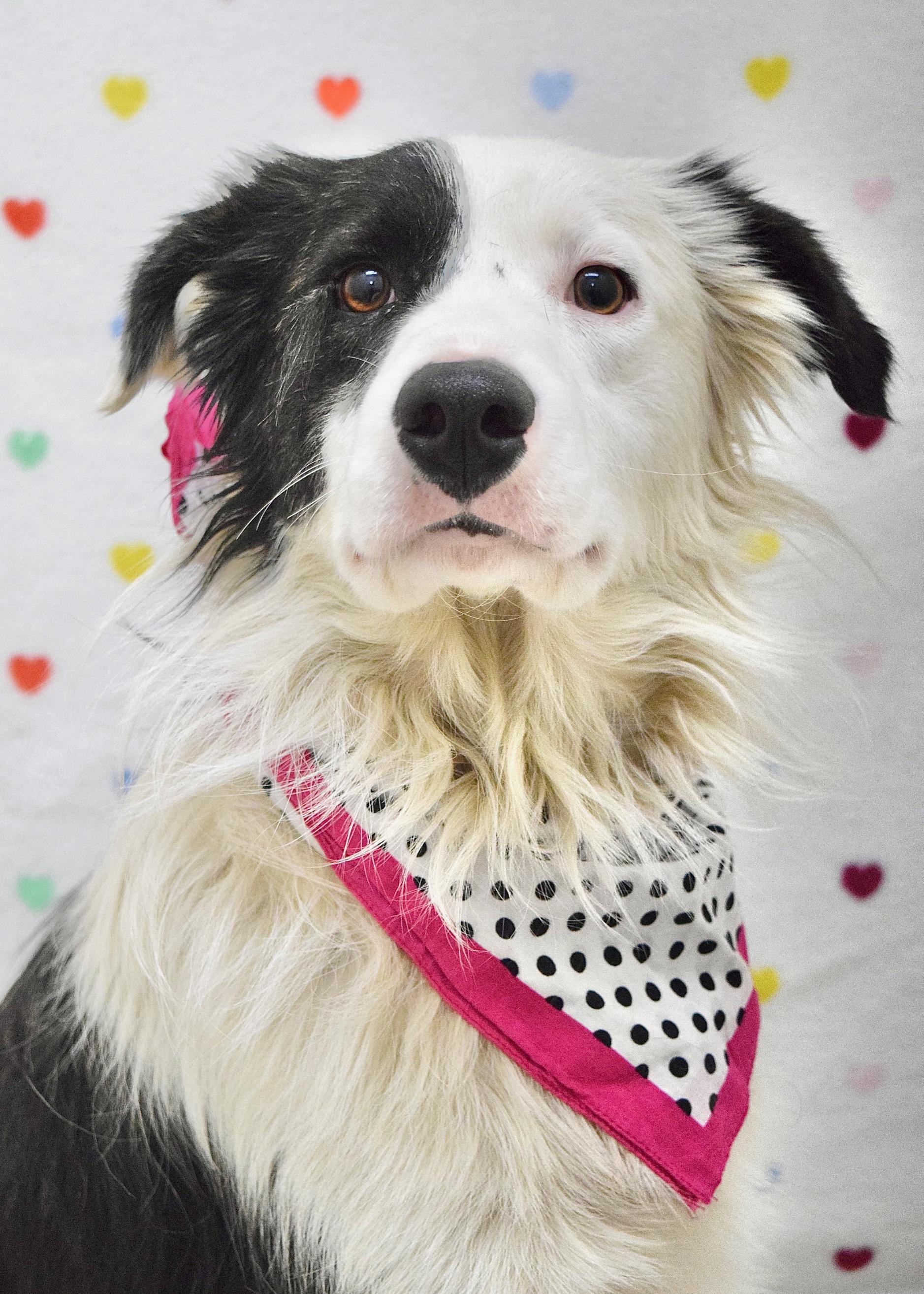 Enlarge Theodore, an adopted Border Collie in Dublin, CA image 1/6