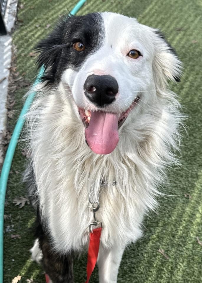 Enlarge Theodore, an adopted Border Collie in Dublin, CA image 3/6