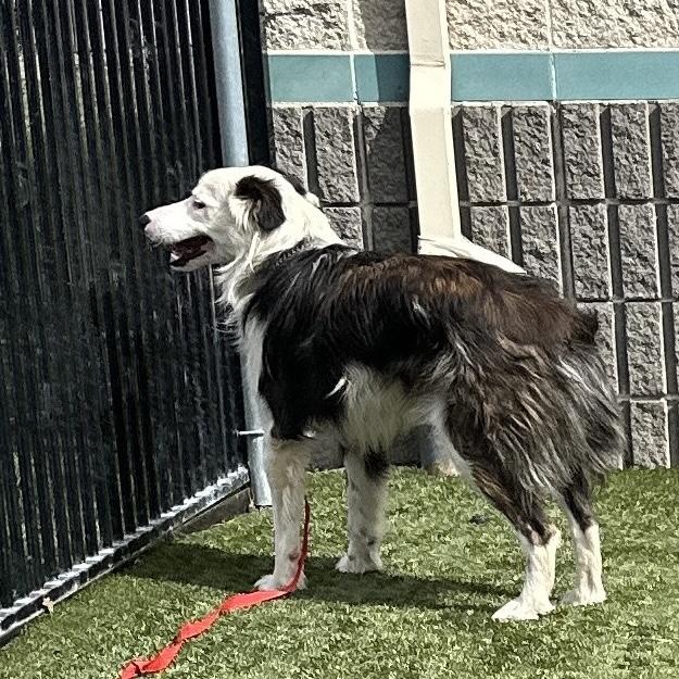 Enlarge Theodore, an adopted Border Collie in Dublin, CA image 6/6