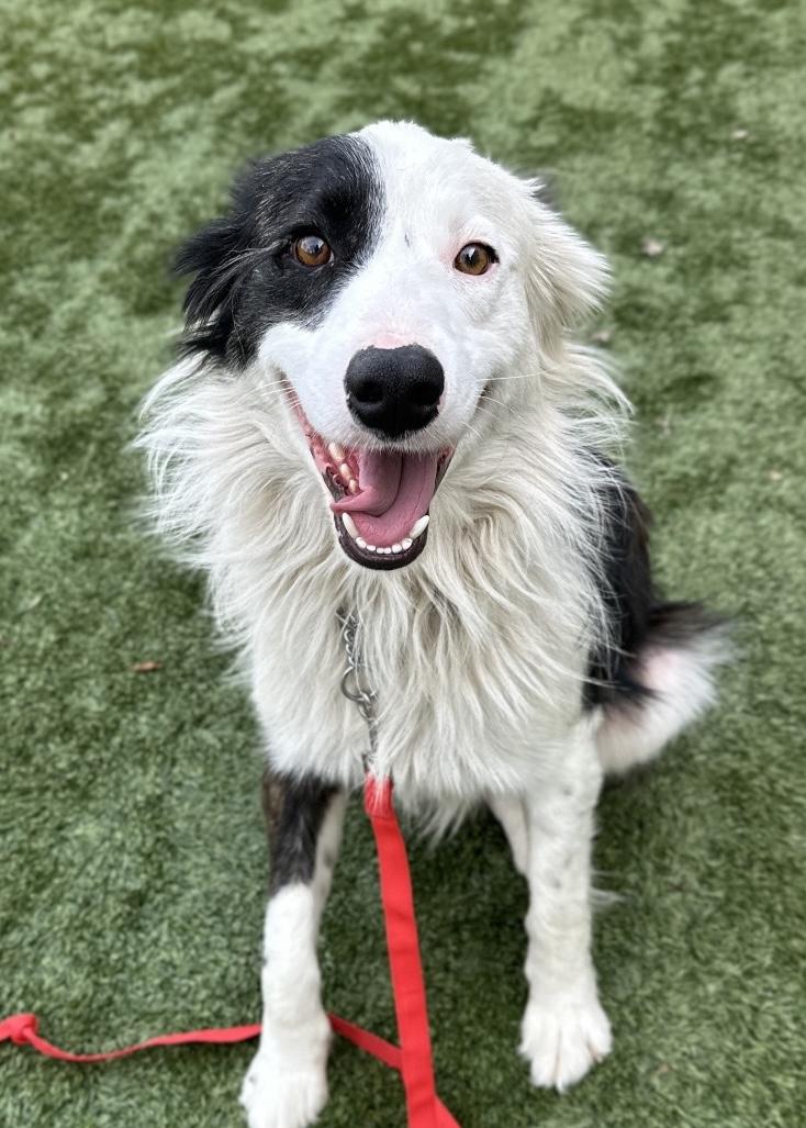 Enlarge Theodore, an adopted Border Collie in Dublin, CA image 2/6