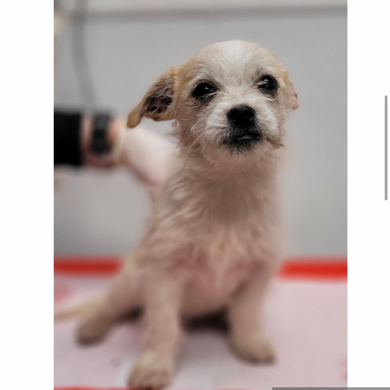 Enlarge Benny Boo, an adopted mixed breed in Gardena, CA image 1/2