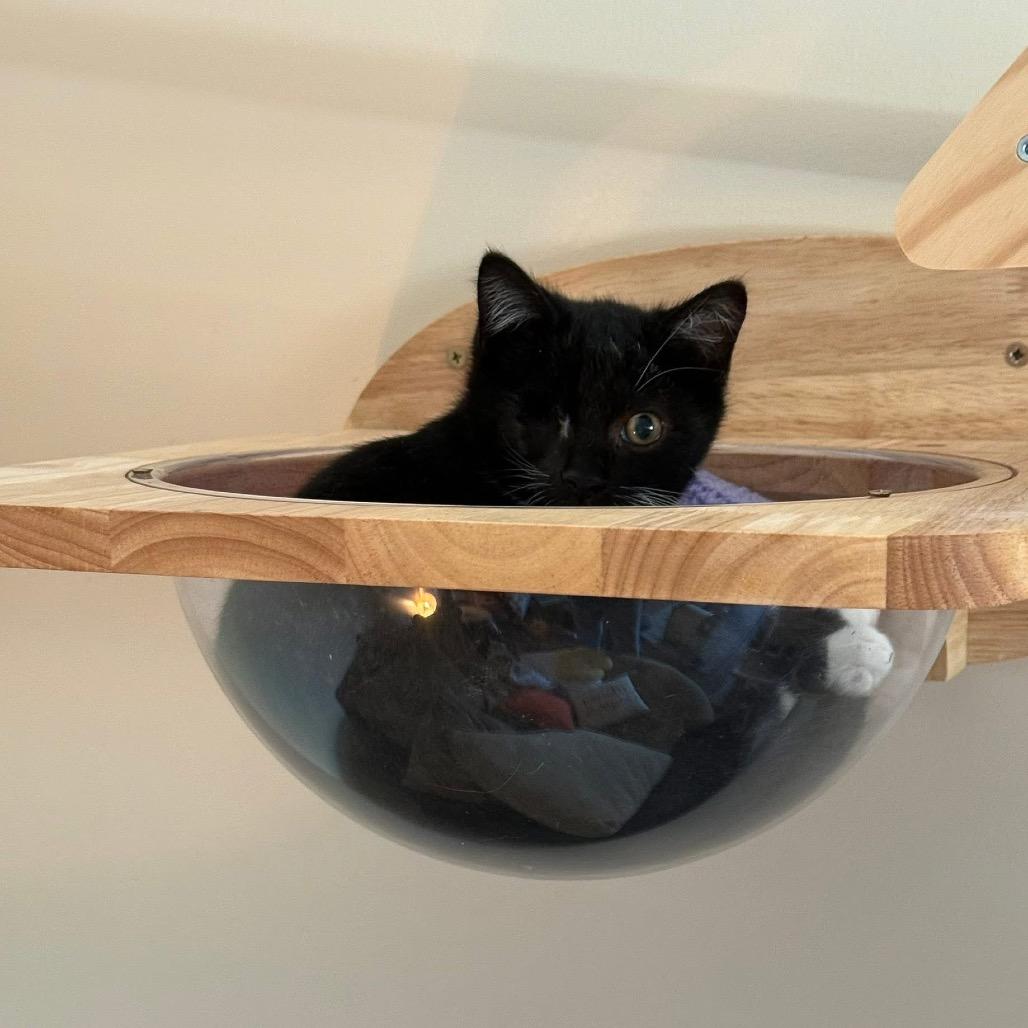 Justin, Adoptable, Kitten Male Domestic Short Hair.