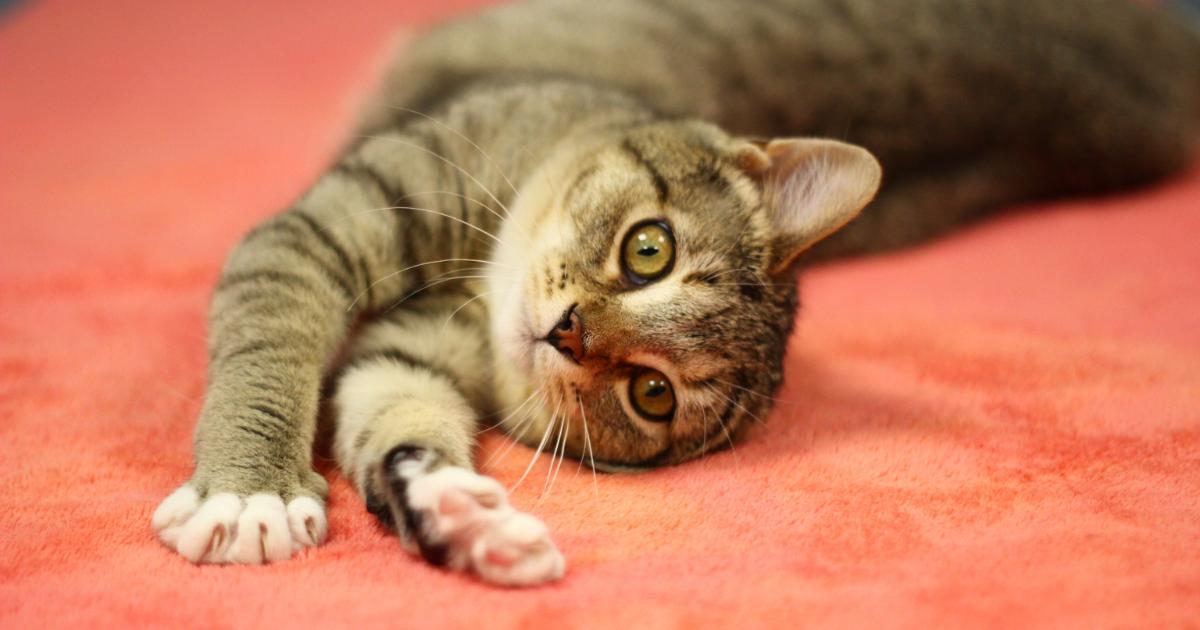 Enlarge Freya, a Adopted Domestic Short Hair in Toledo, OH image 1/5