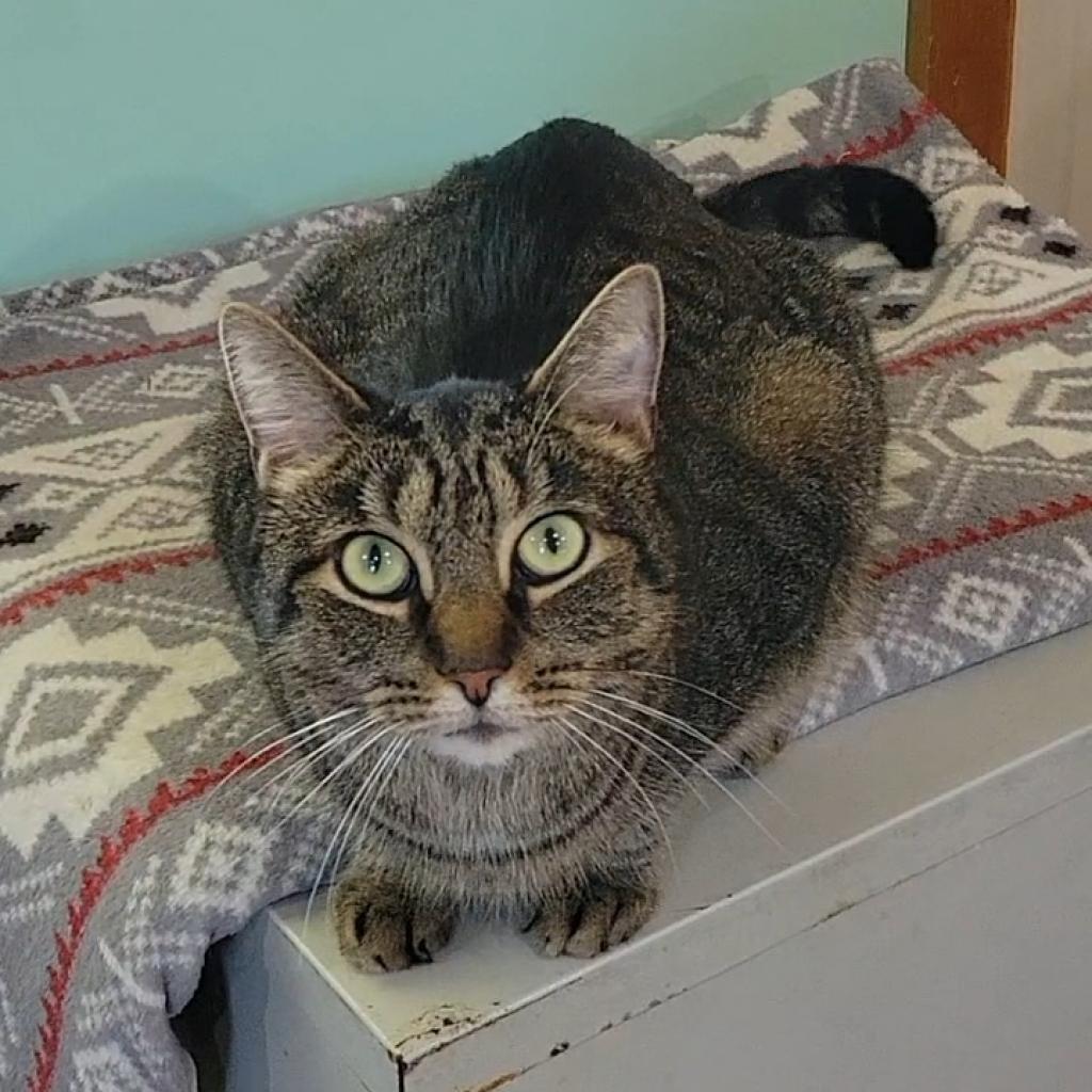 Gus, Adoptable, Senior Male Domestic Short Hair.