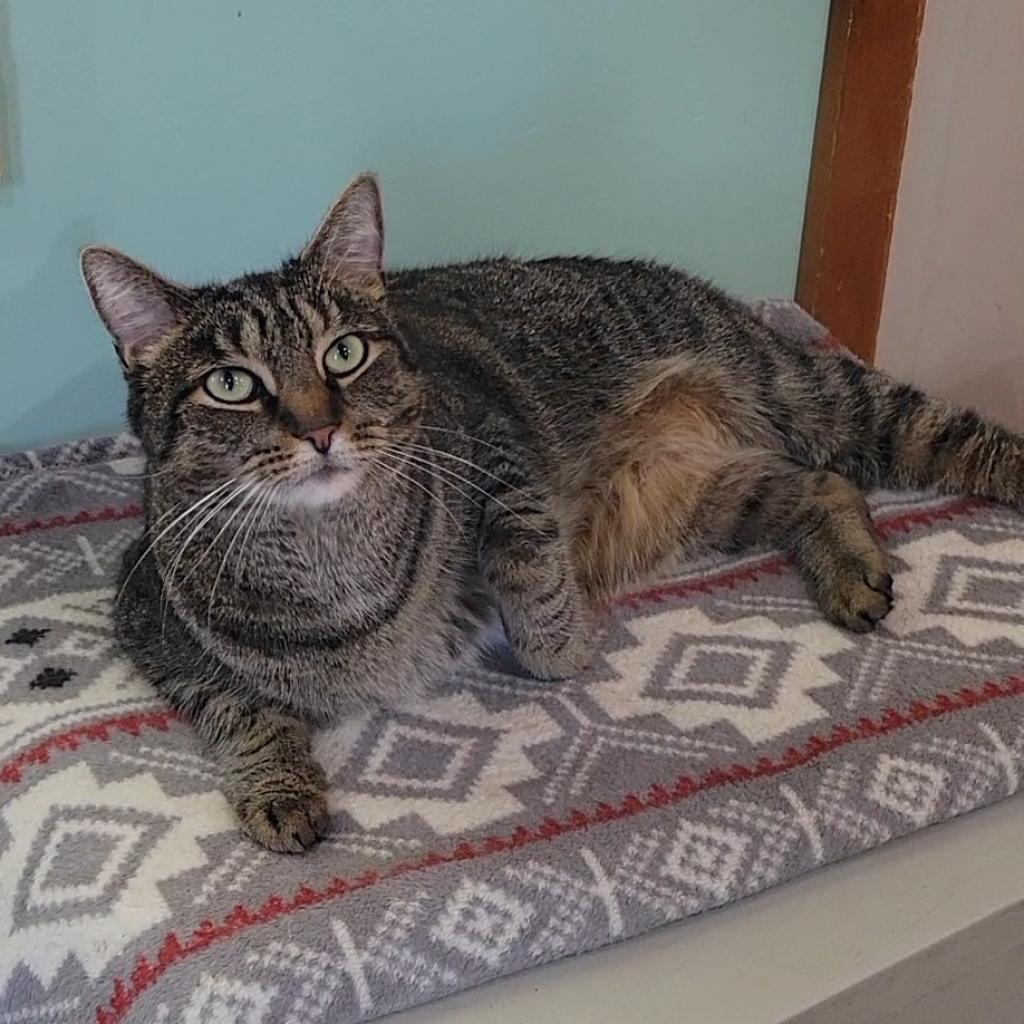 Enlarge Gus, a Adoptable Domestic Short Hair in Brimfield, MA image 2/6