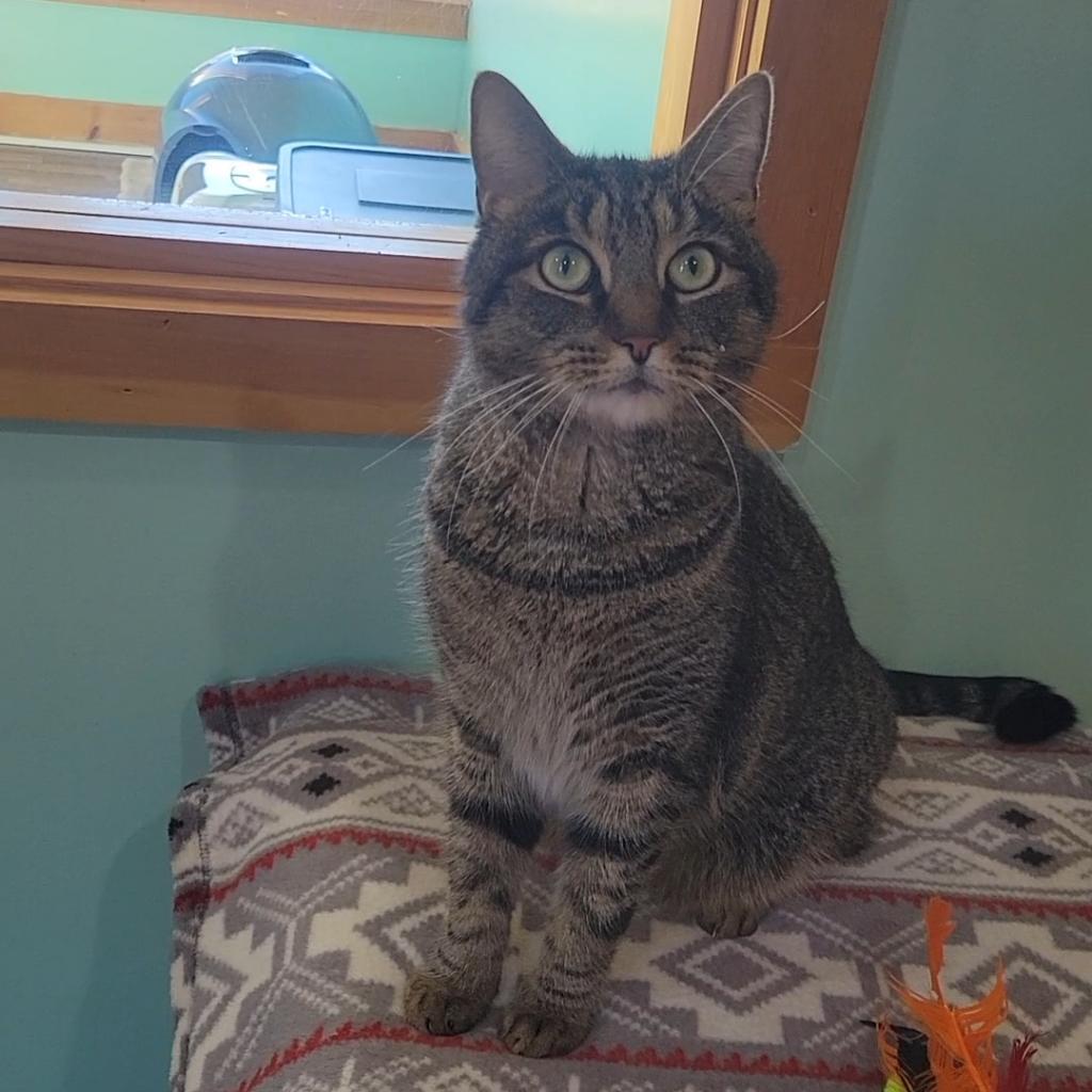 Enlarge Gus, a Adoptable Domestic Short Hair in Brimfield, MA image 3/6