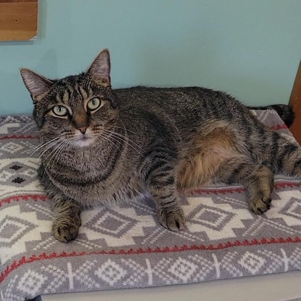 Enlarge Gus, a Adoptable Domestic Short Hair in Brimfield, MA image 4/6