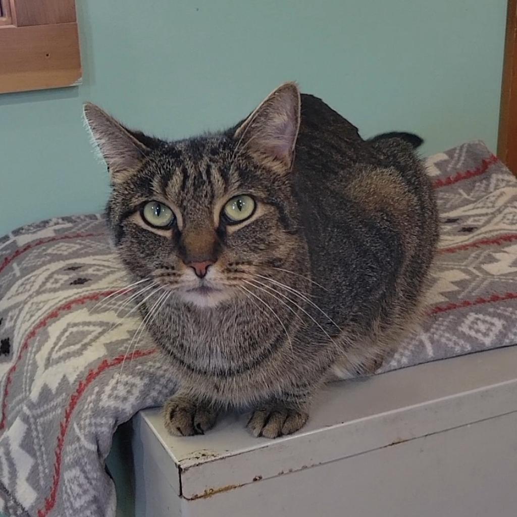 Enlarge Gus, a Adoptable Domestic Short Hair in Brimfield, MA image 5/6