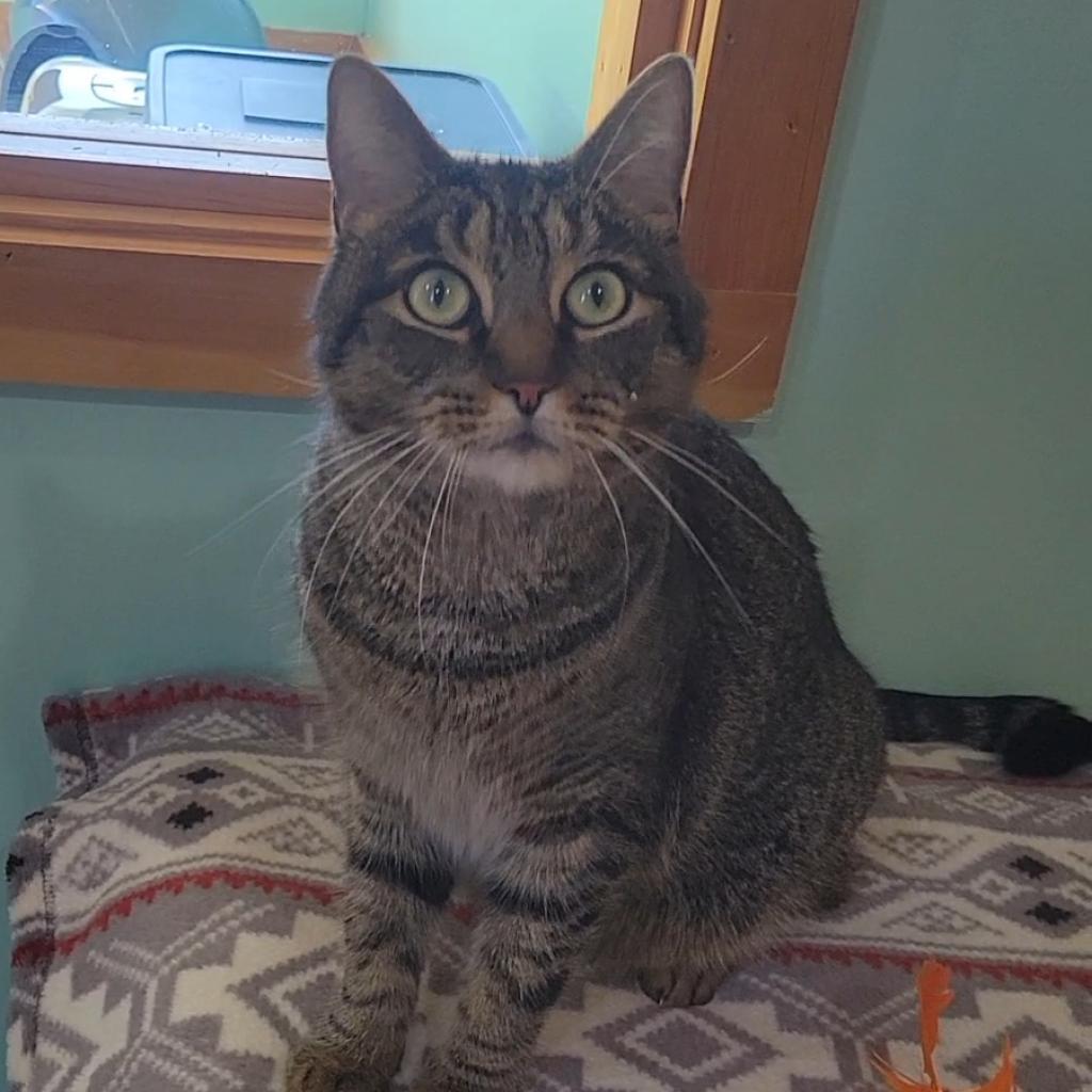 Enlarge Gus, a Adoptable Domestic Short Hair in Brimfield, MA image 6/6