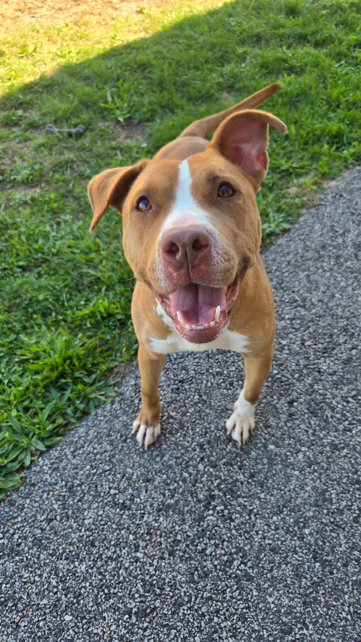 Scarlet, a Adoptable Pit Bull Terrier in Providence, RI image 1/3