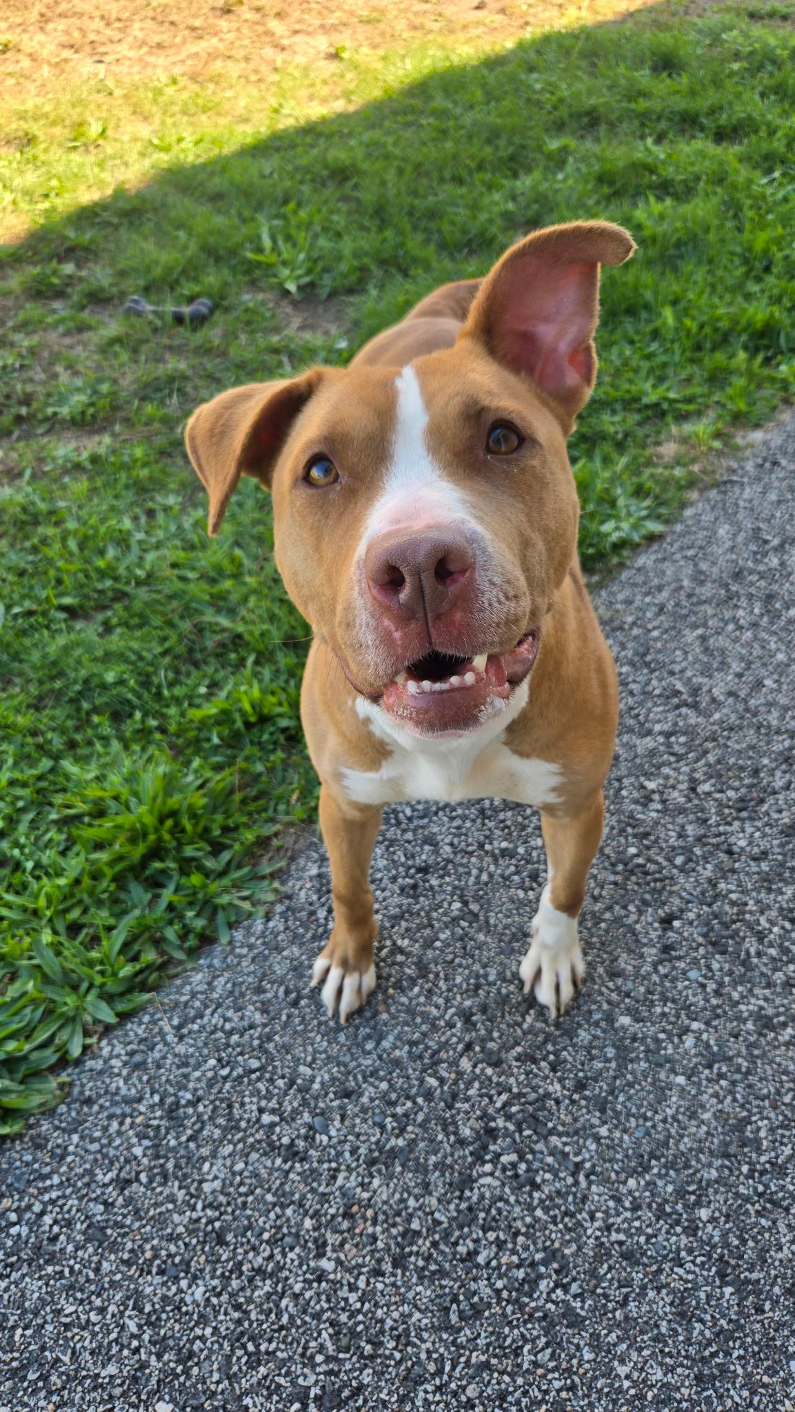 Scarlet, a Adoptable Pit Bull Terrier in Providence, RI image 2/3