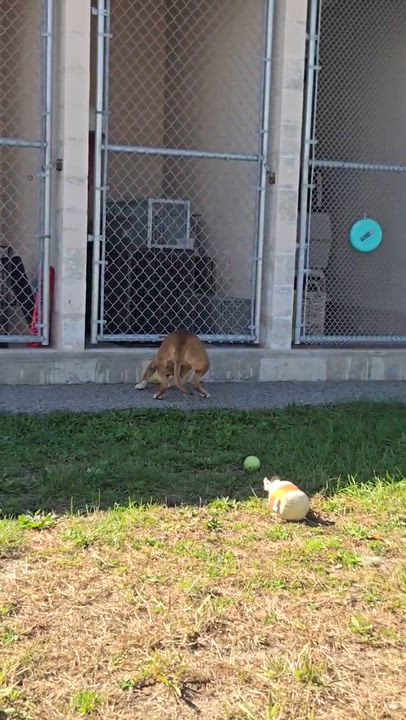 Enlarge Scarlet, a Adoptable Pit Bull Terrier in Providence, RI video 3/3