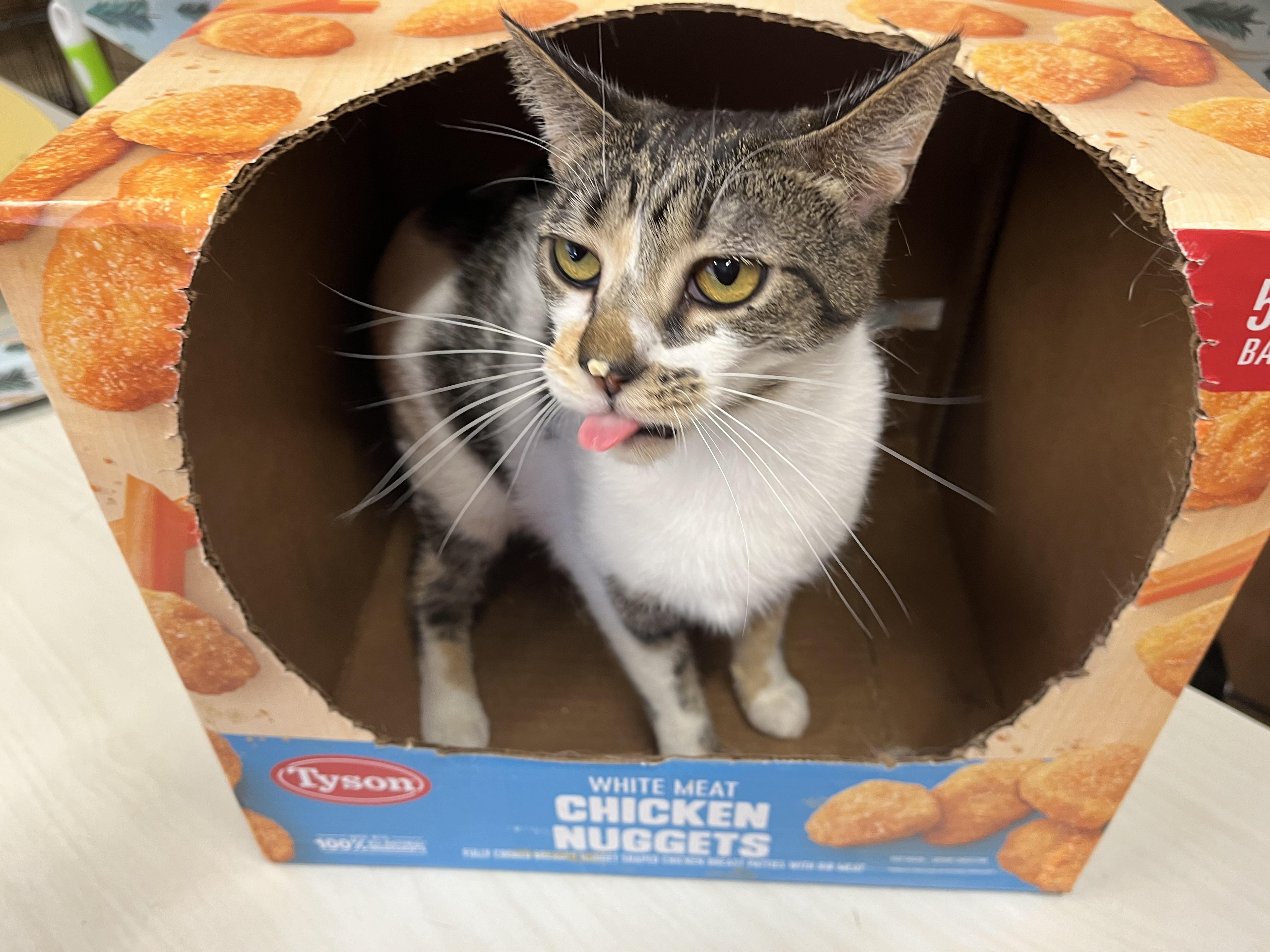 Frenchie, a Adoptable mixed breed in Olean , NY image 1/6