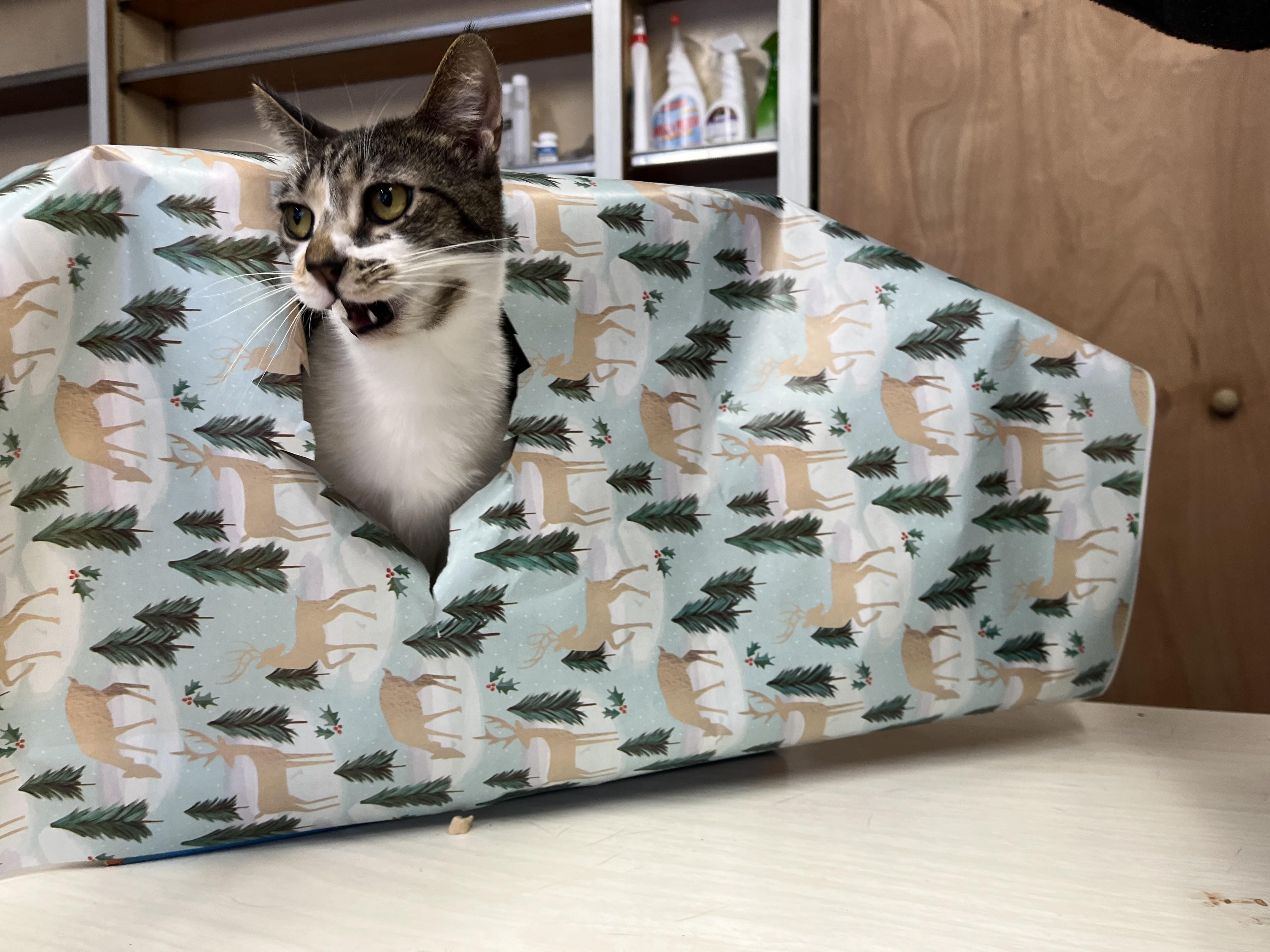 Frenchie, a Adoptable mixed breed in Olean , NY image 2/6