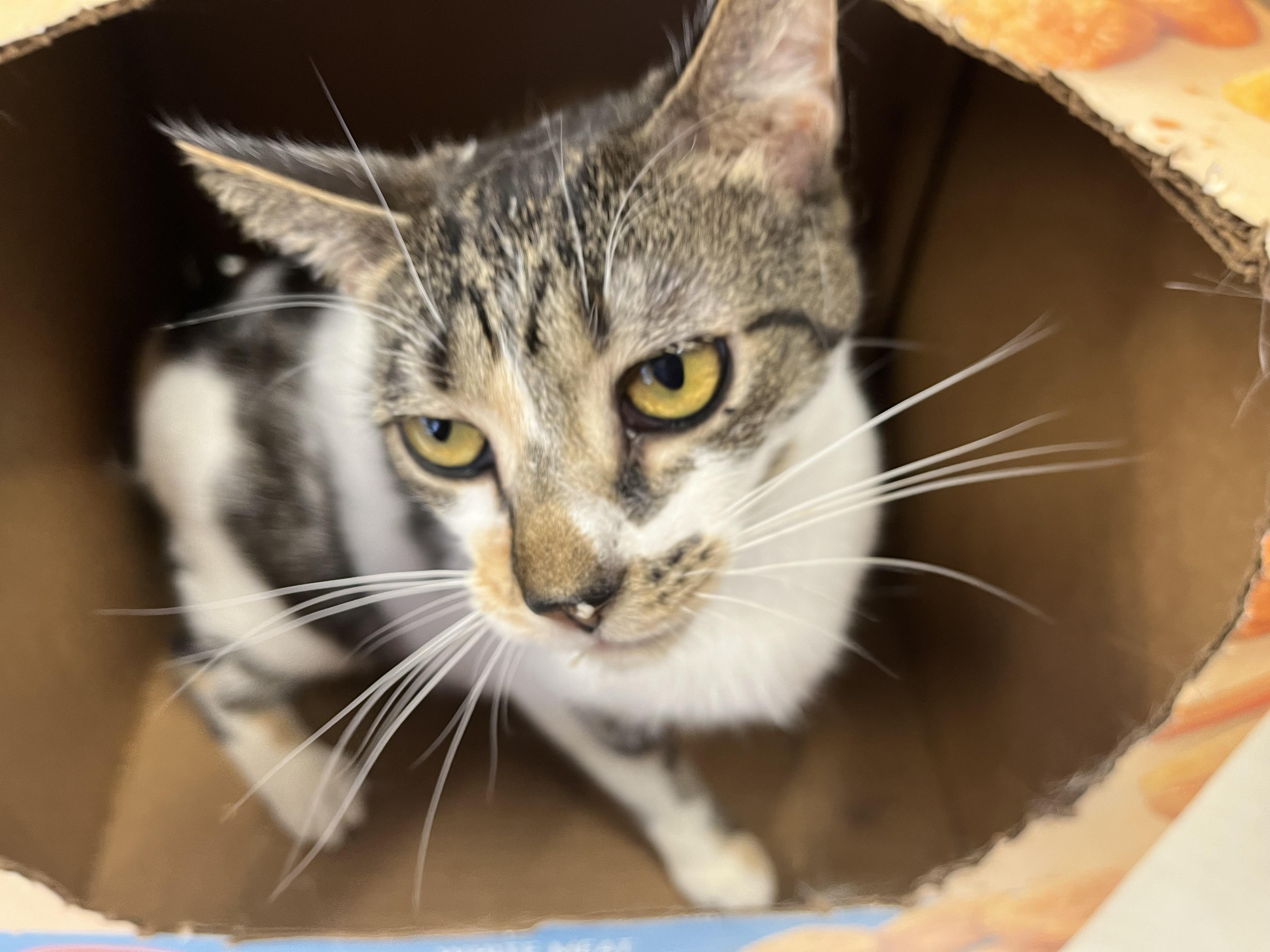 Frenchie, a Adoptable mixed breed in Olean , NY image 3/6