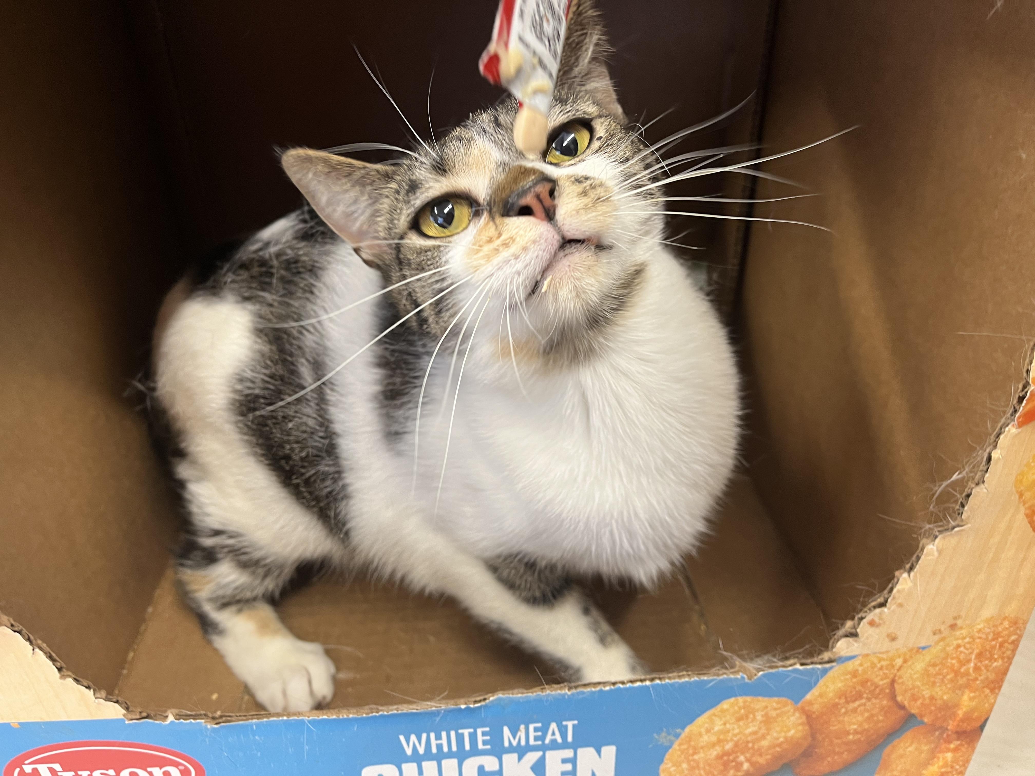 Frenchie, a Adoptable mixed breed in Olean , NY image 4/6