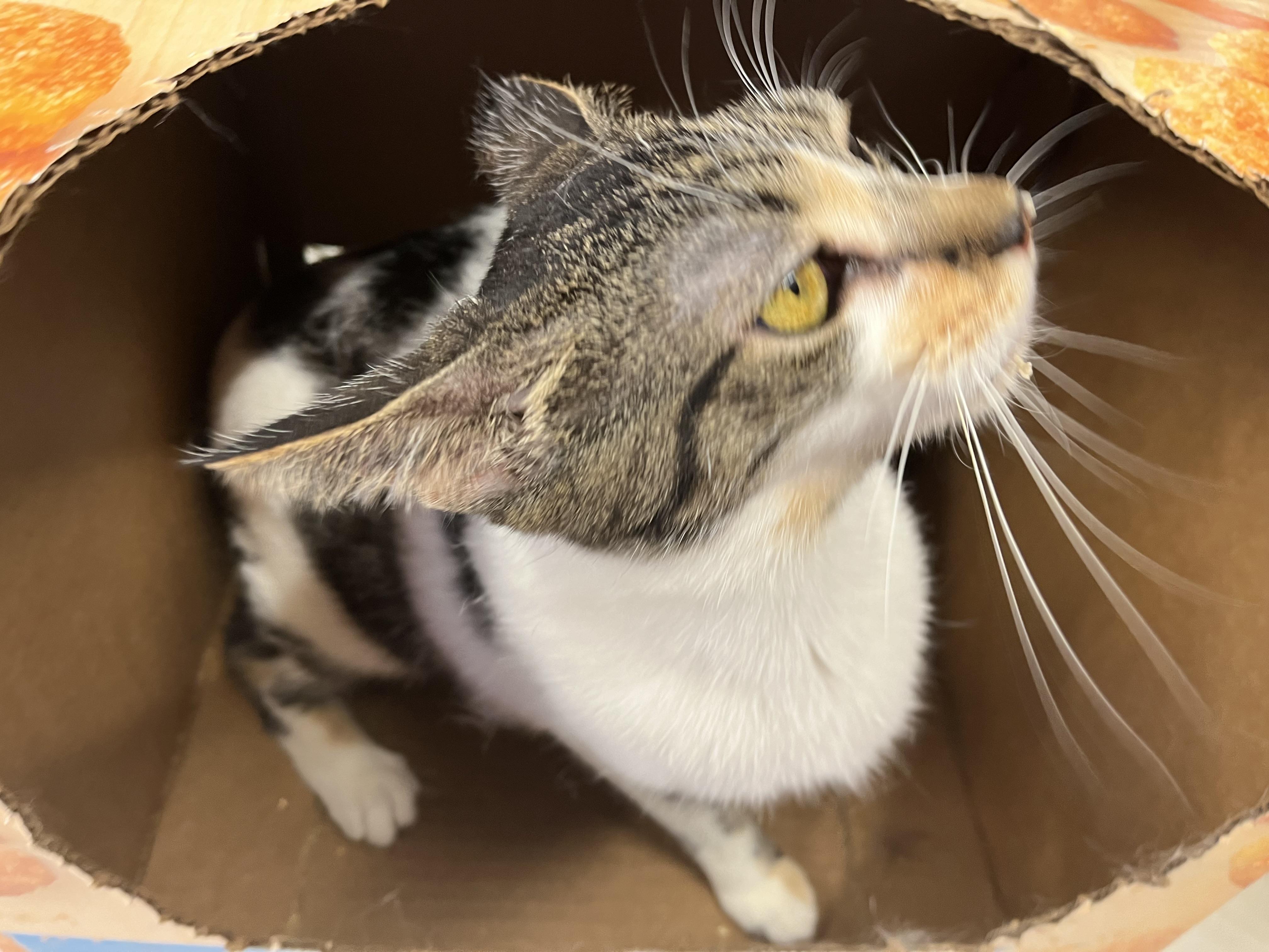 Frenchie, a Adoptable mixed breed in Olean , NY image 5/6