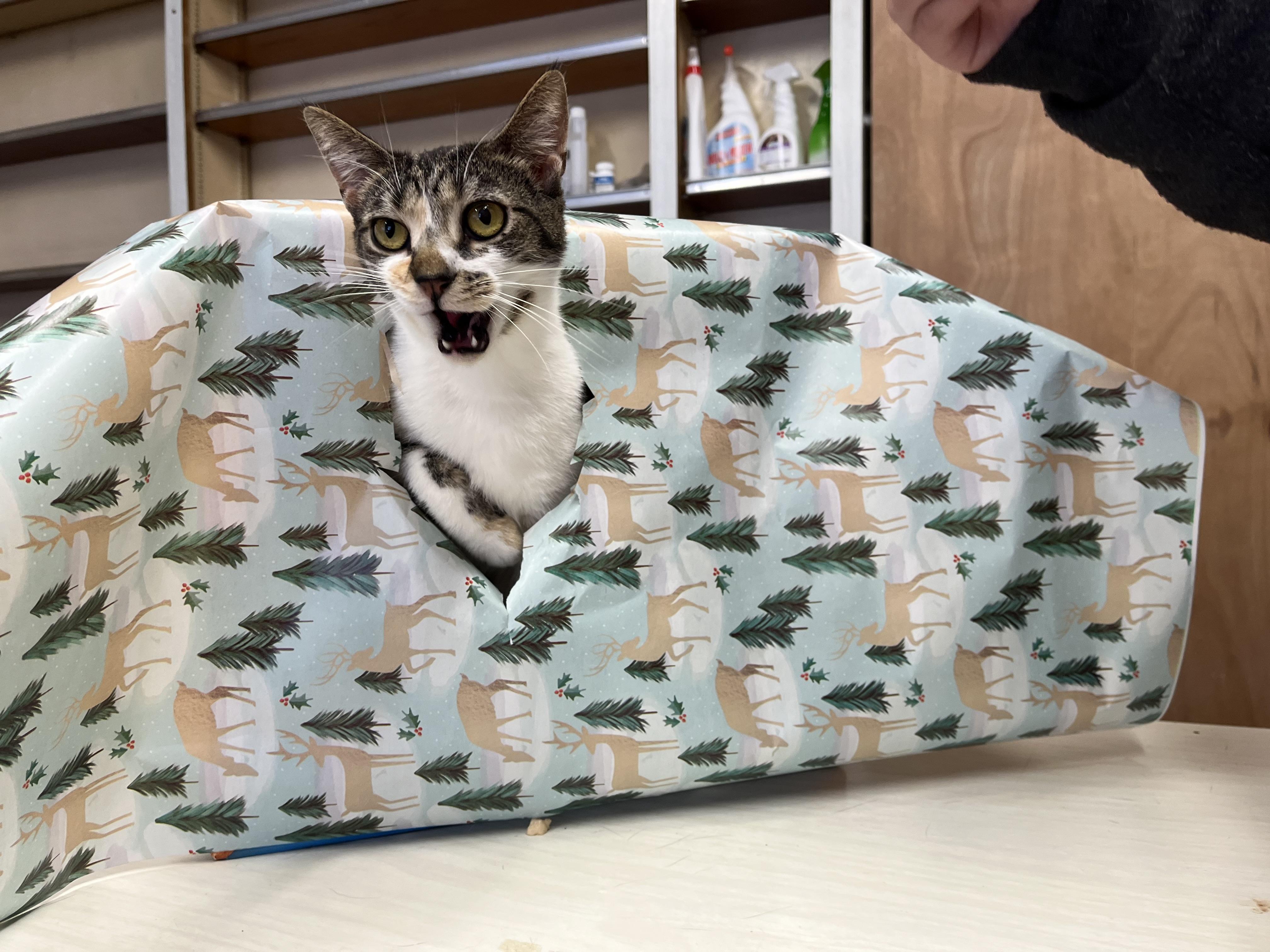 Frenchie, a Adoptable mixed breed in Olean , NY image 6/6