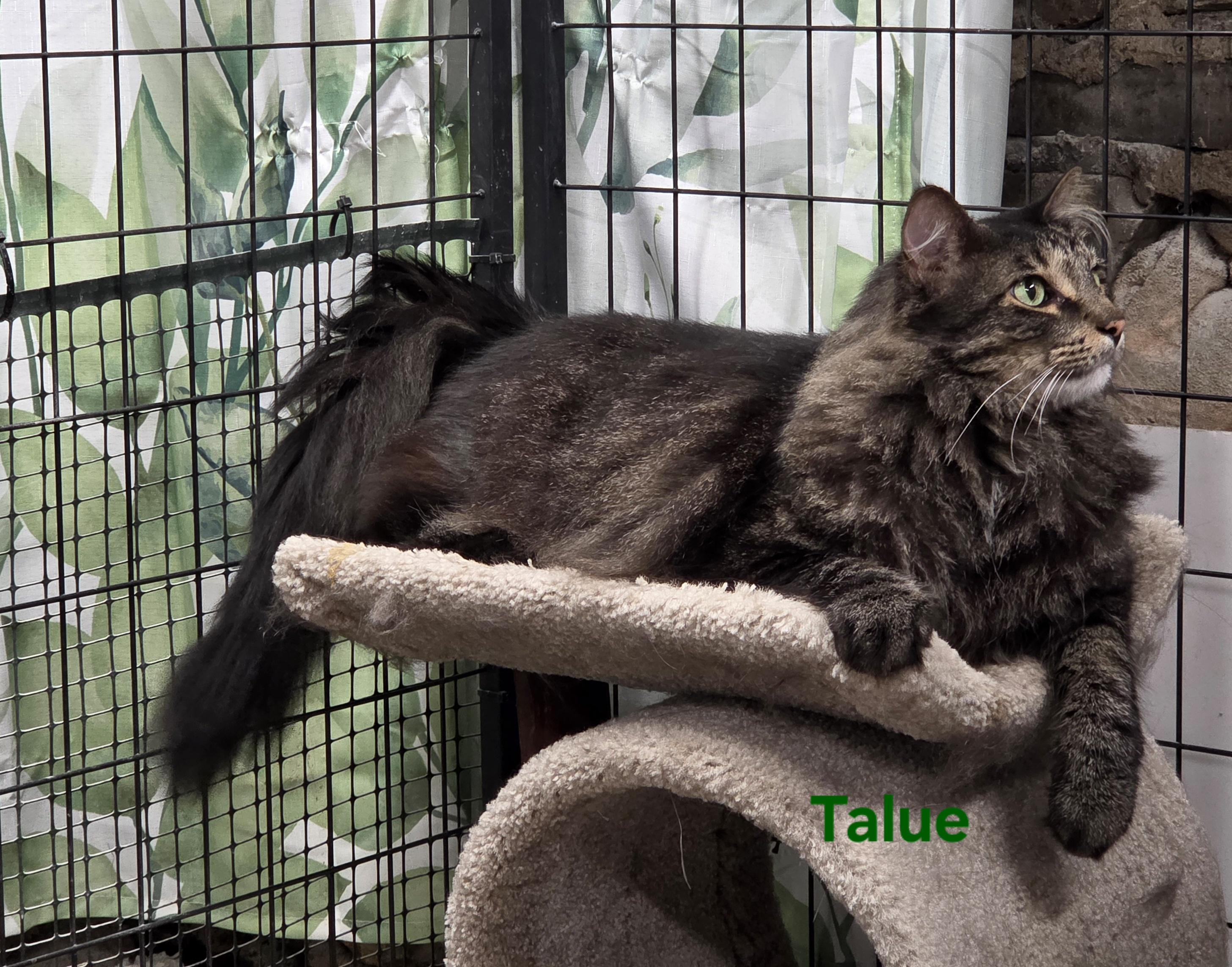 Enlarge Talue, a Adoptable mixed breed in Whitewater, WI image 3/5