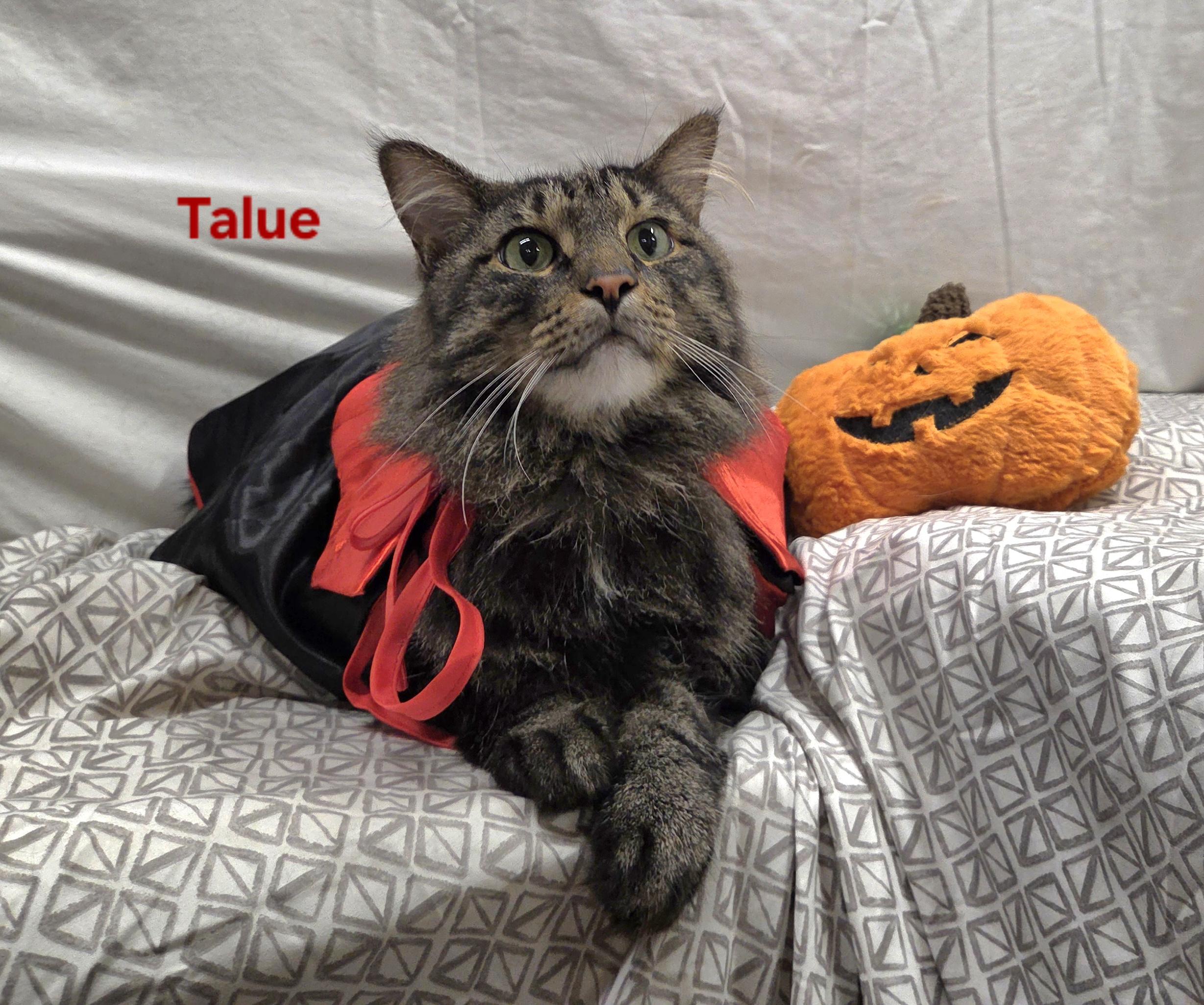 Enlarge Talue, a Adoptable mixed breed in Whitewater, WI image 5/5