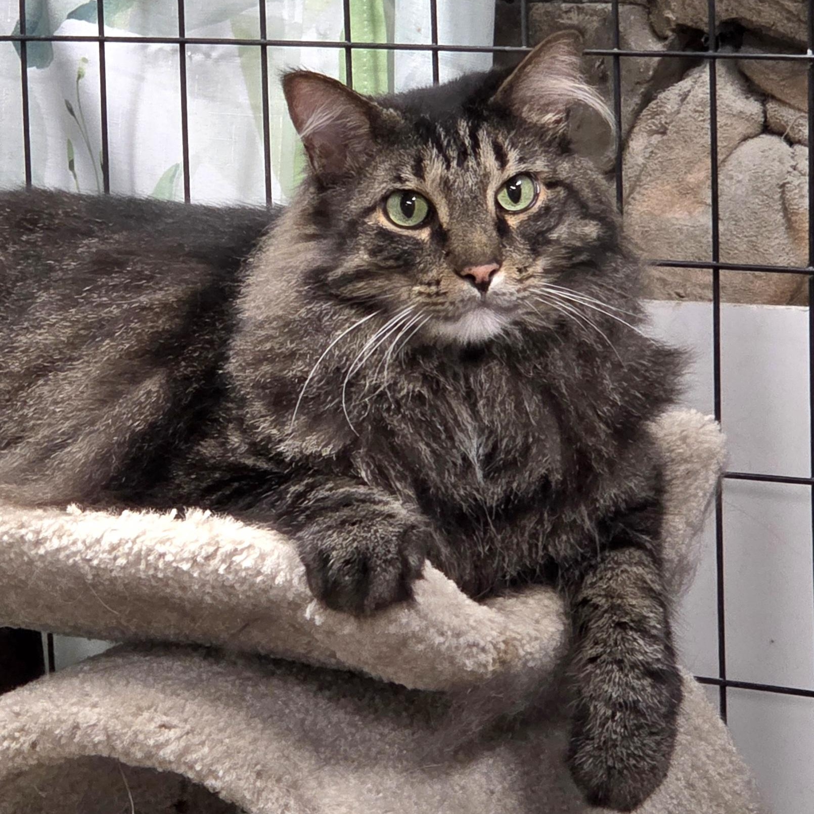 Enlarge Talue, a Adoptable mixed breed in Whitewater, WI image 2/5