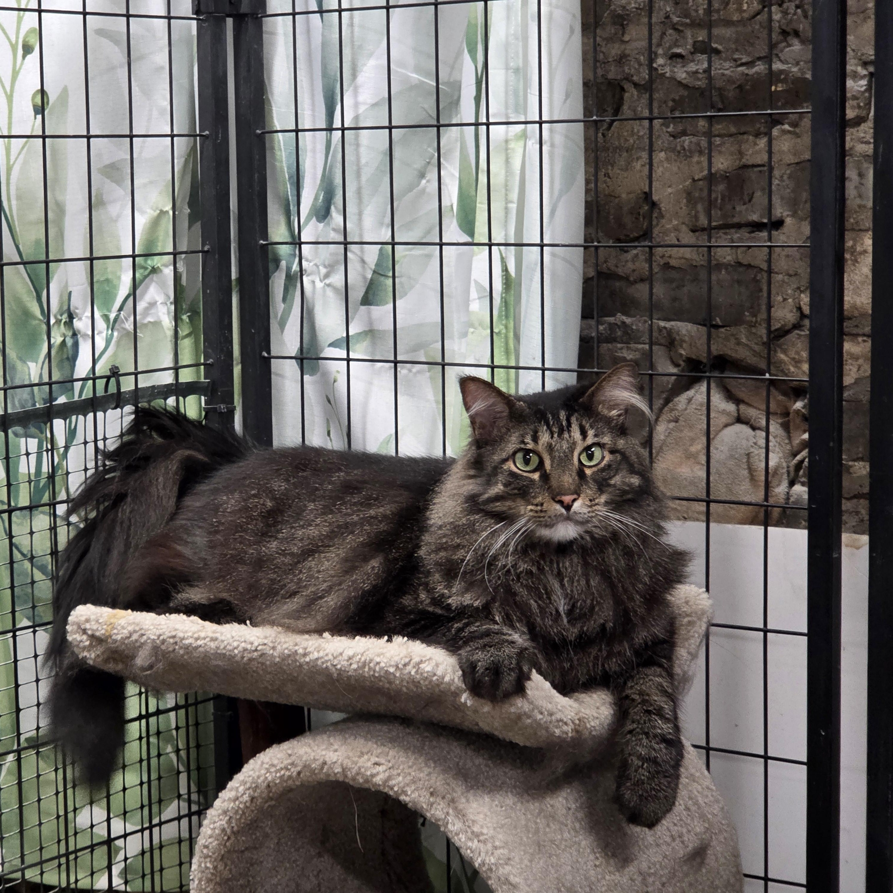 Enlarge Talue, a Adoptable mixed breed in Whitewater, WI image 1/5