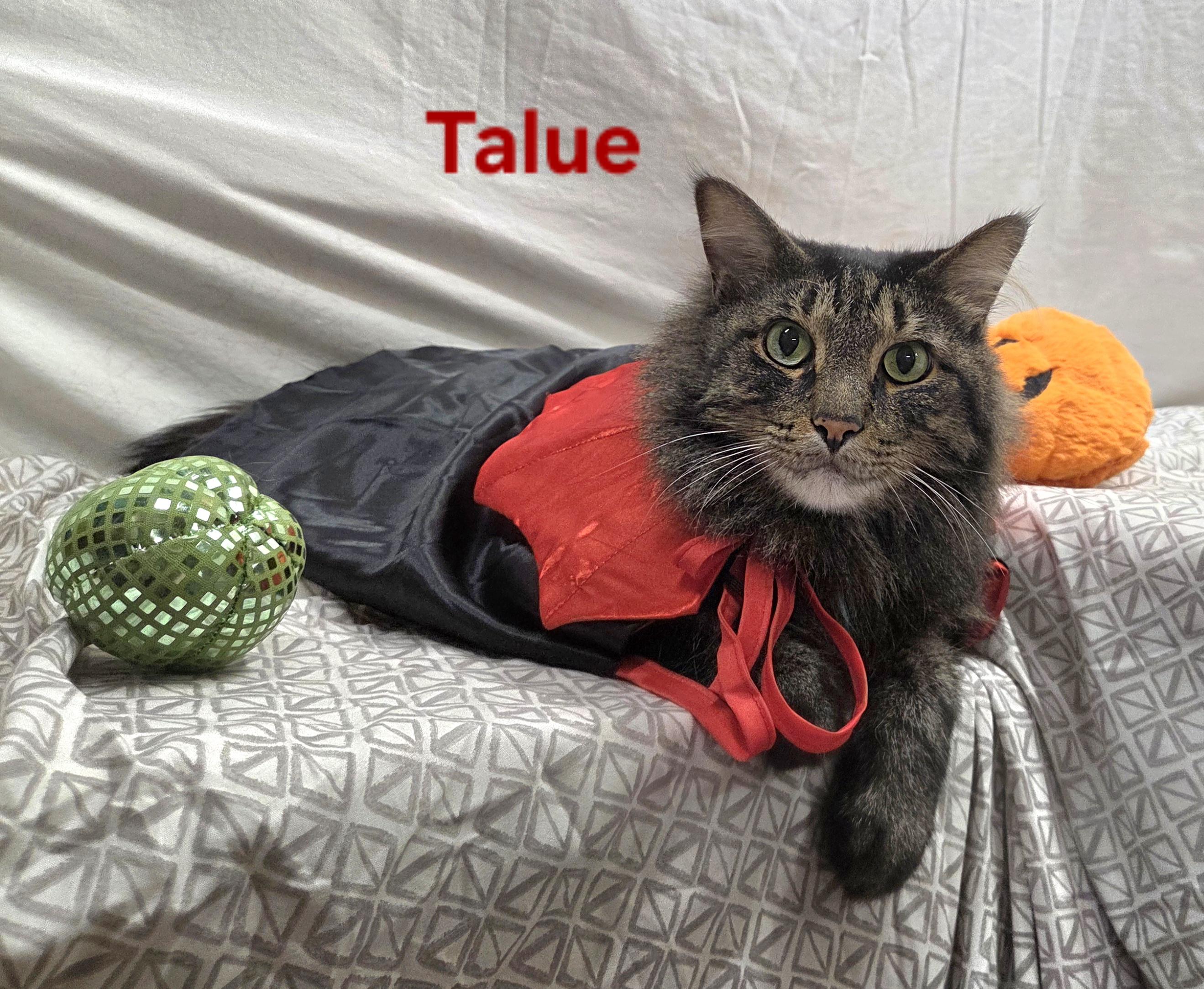 Enlarge Talue, a Adoptable mixed breed in Whitewater, WI image 4/5