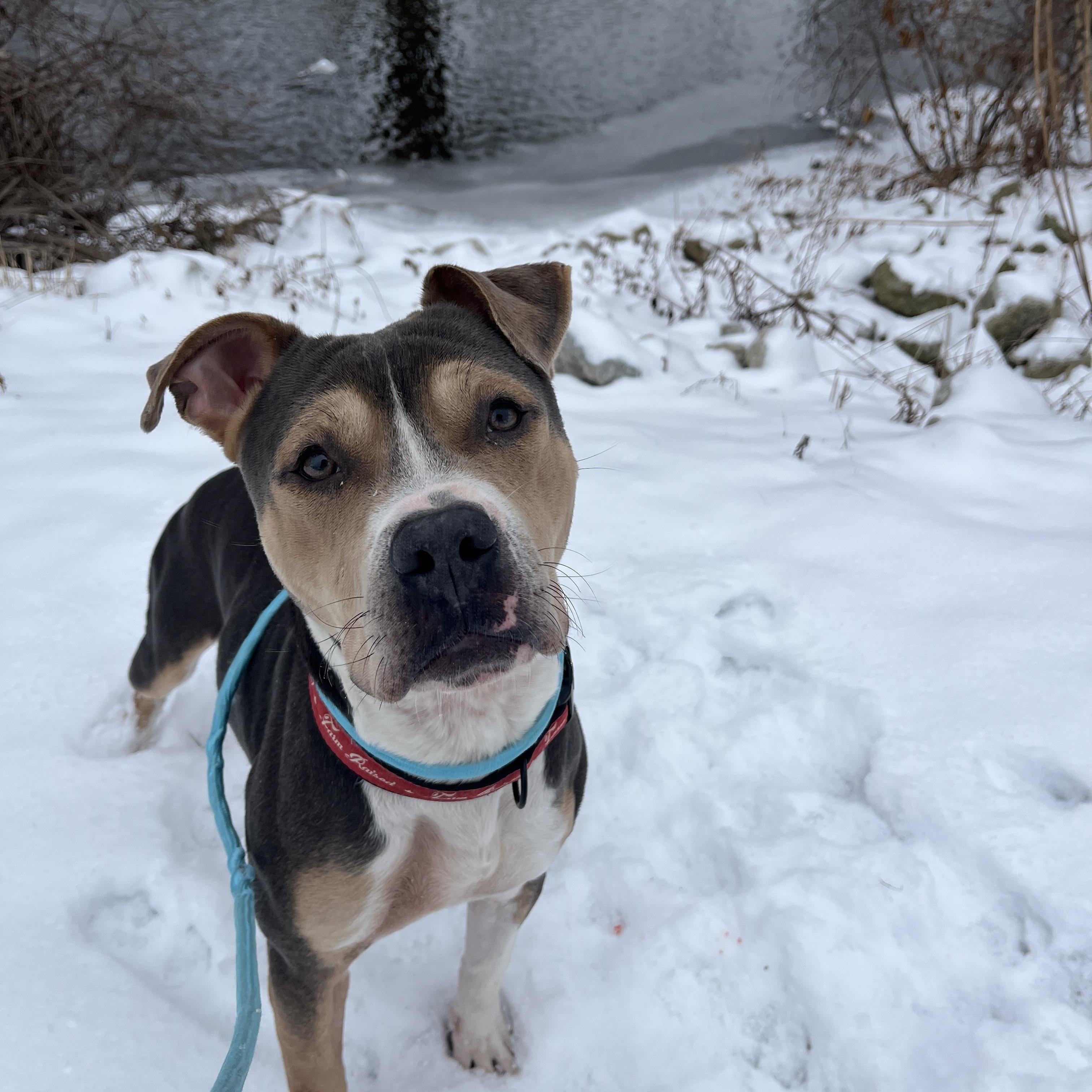 Enlarge Hero Available, a ADOPTABLE American Staffordshire Terrier in Canton, OH image 1/3