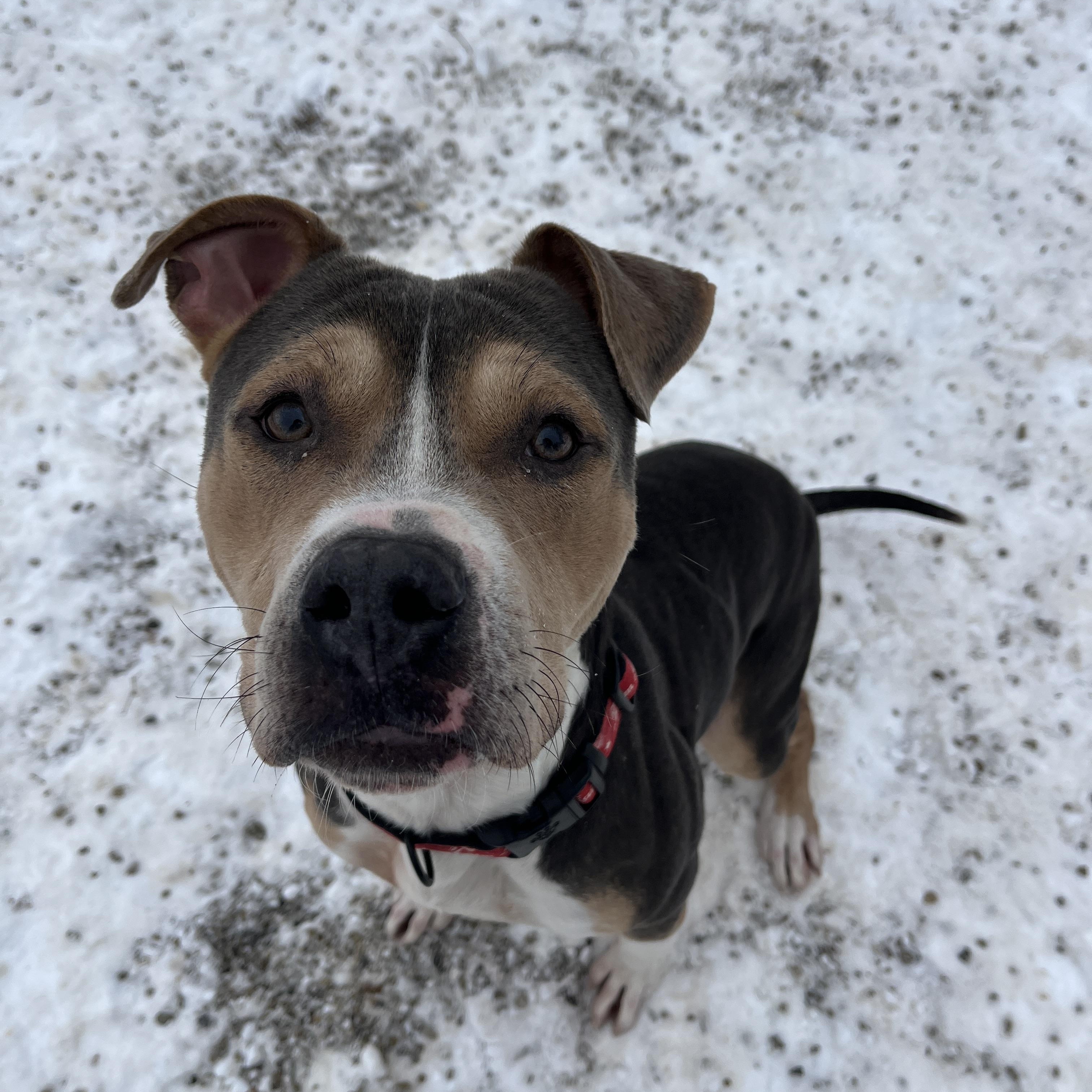 Enlarge Hero Available, a ADOPTABLE American Staffordshire Terrier in Canton, OH image 2/3