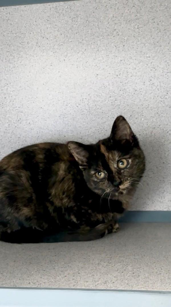 Enlarge Confetti, a Adoptable mixed breed in Skillman, NJ image 3/6