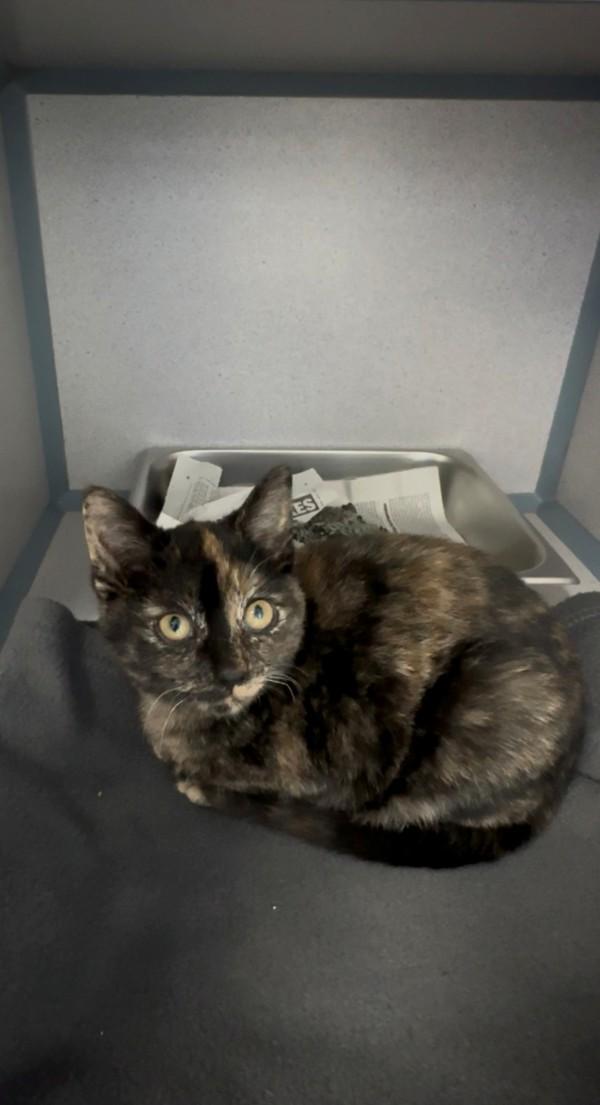 Enlarge Confetti, a Adoptable mixed breed in Skillman, NJ image 5/6