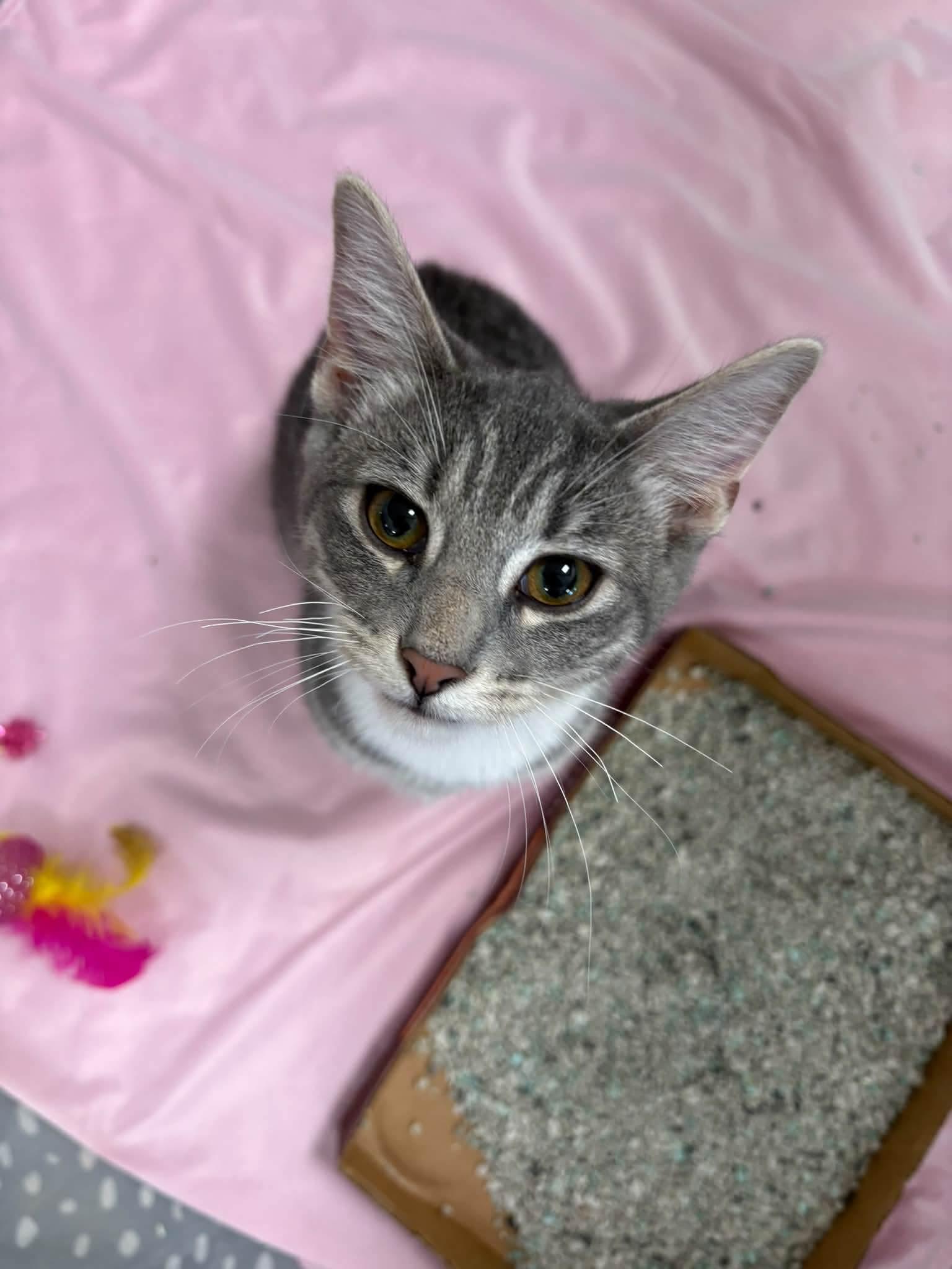 Enlarge Piper, a Adoptable Domestic Short Hair in Columbus , OH image 1/1