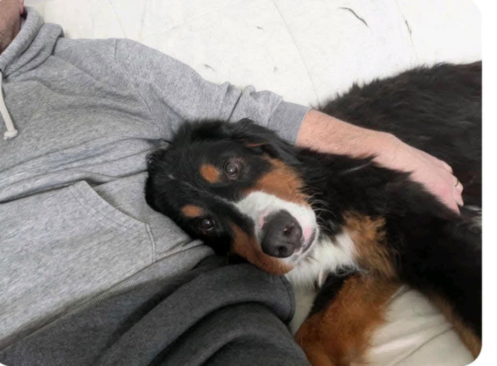Toby, Adopted, Young Male Bernese Mountain Dog.
