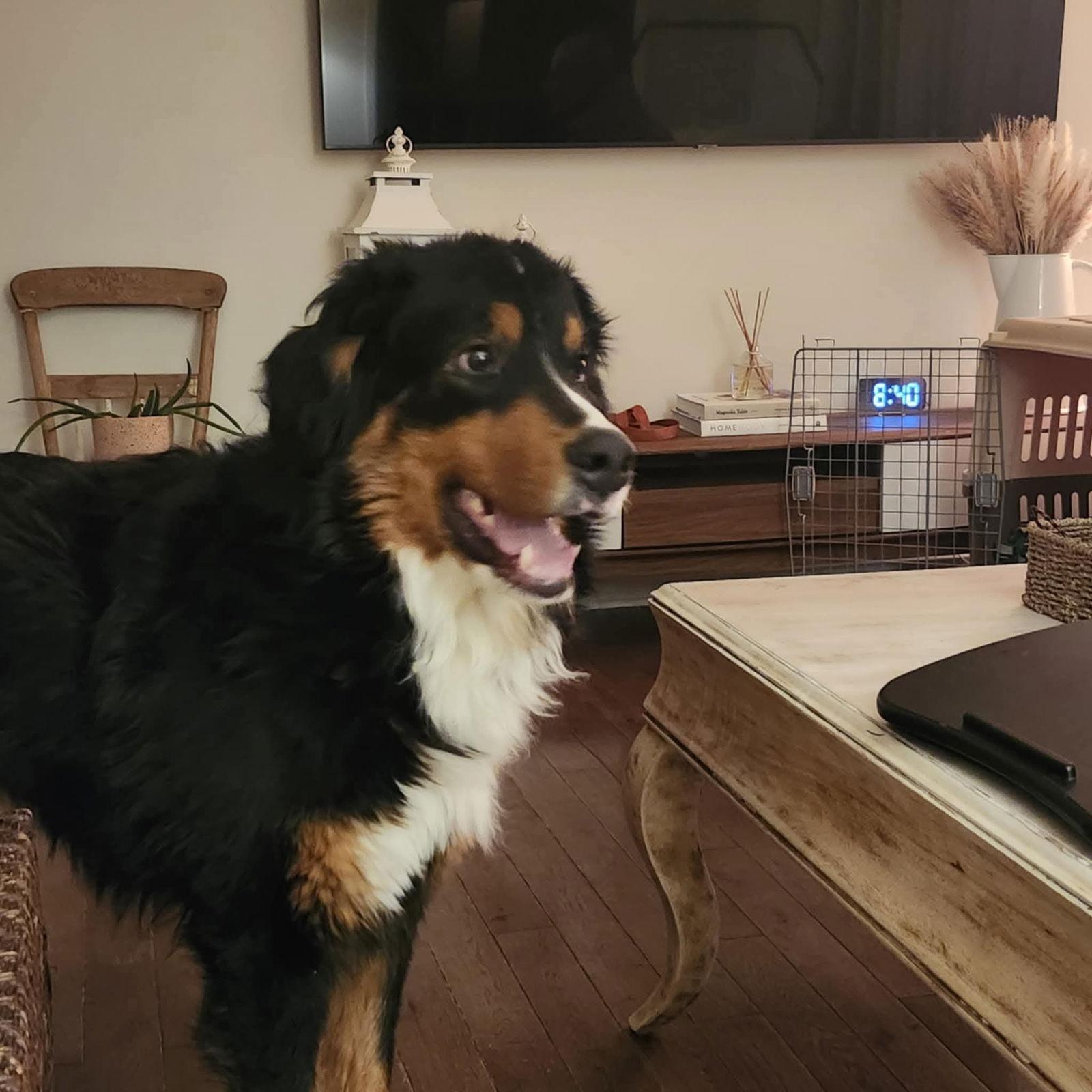 Toby, a Adopted Bernese Mountain Dog in Hawkestone, ON image 2/3